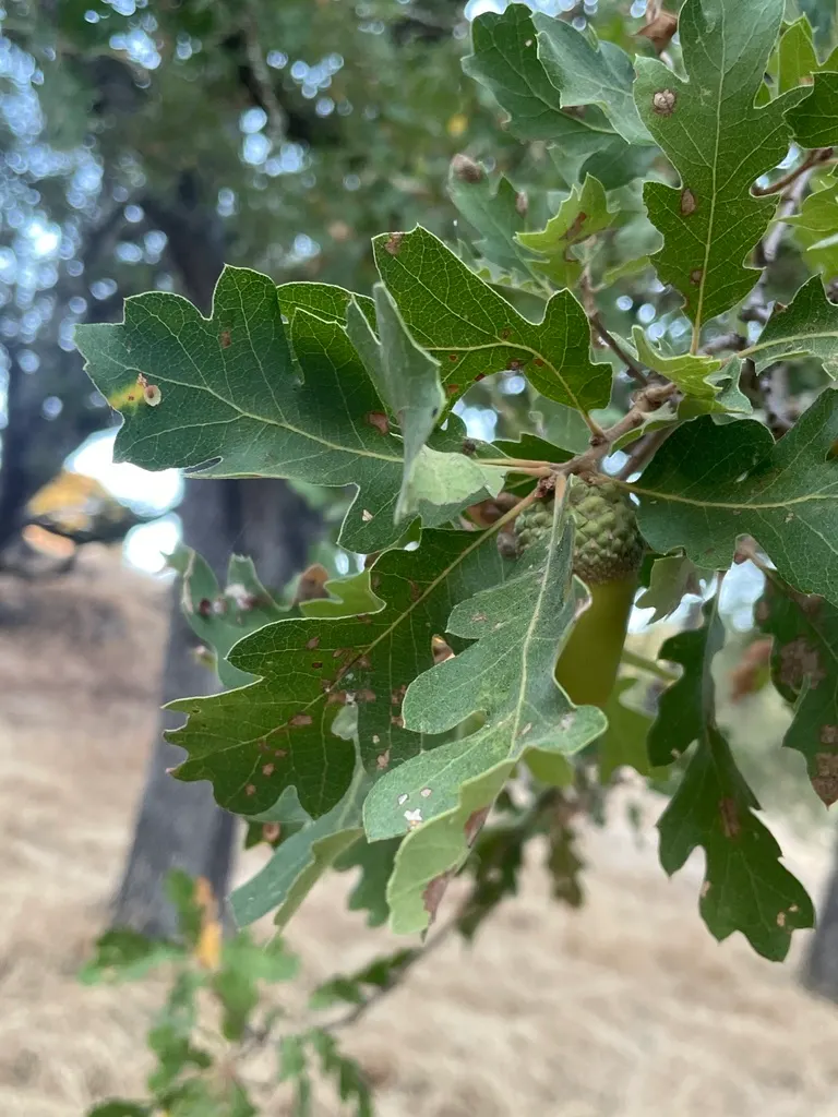 California Walnut (Juglans Californica) — making it an ideal choice for medium-sized gardens or urban settings where space is at a premium