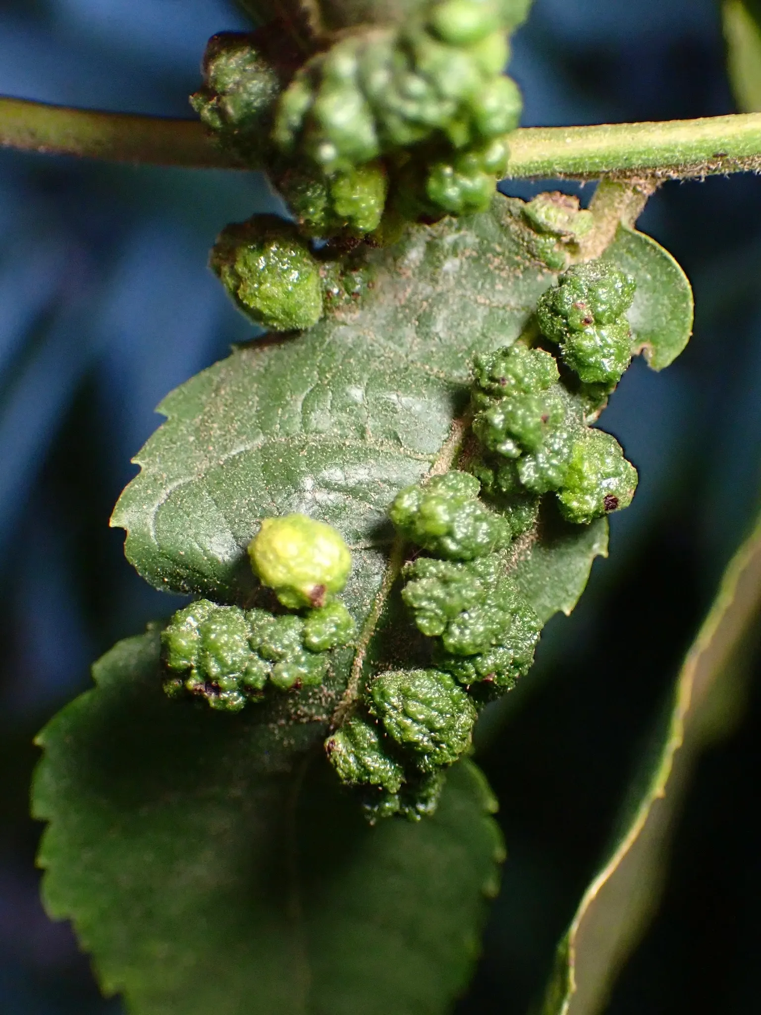 California Walnut (Juglans Californica) — fine-textured look to your landscape with its green