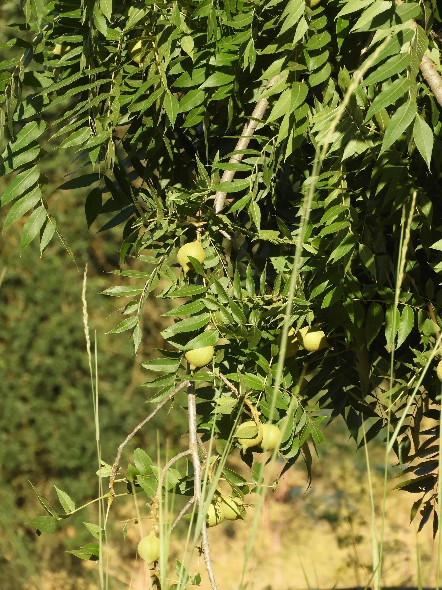 California Walnut (Juglans Californica) — Prized for its aromatic foliage and round, 1.5 to 2-inch walnuts, it thrives in zones 7‚Äì9; preferring, image 40
