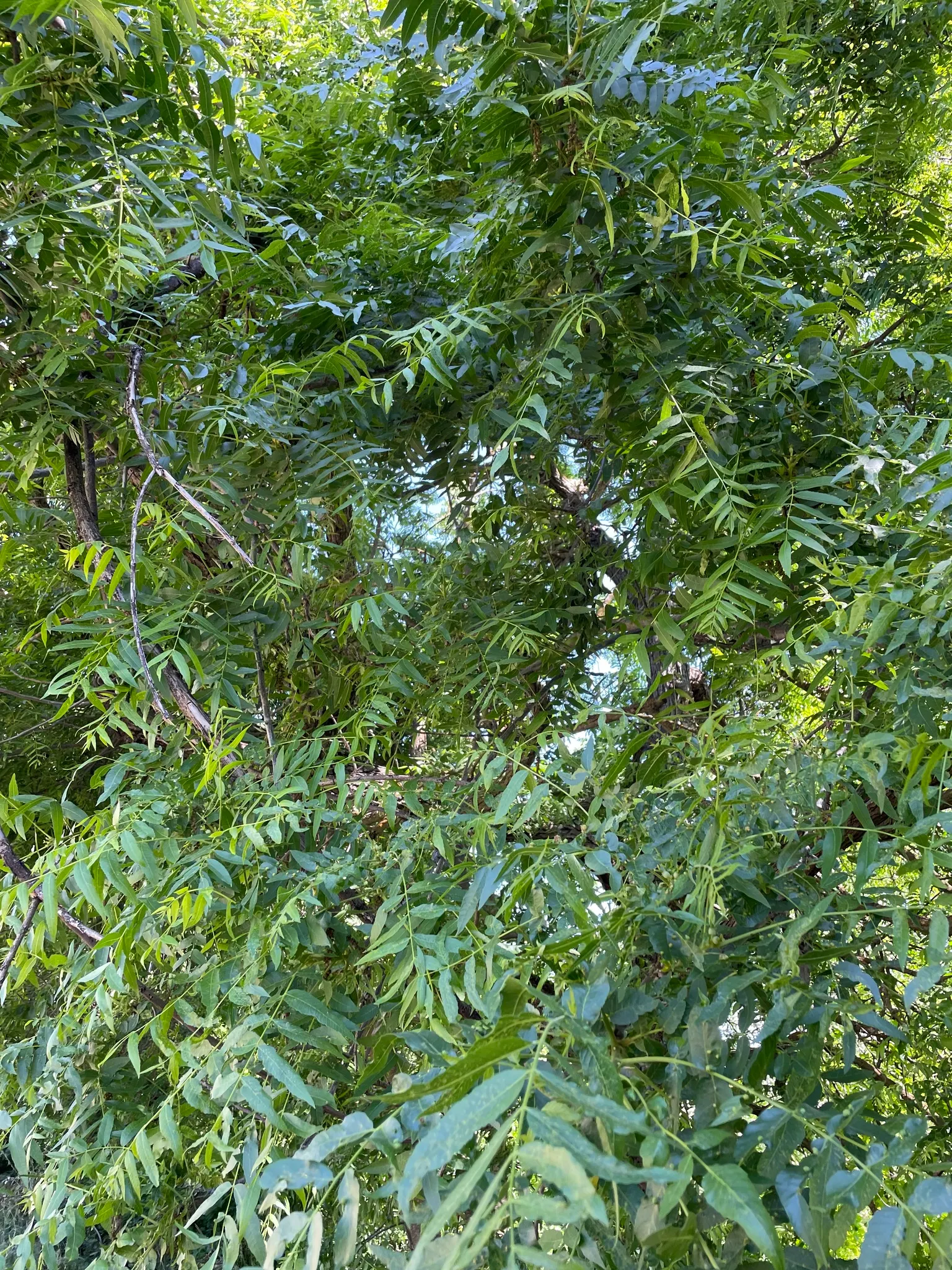 California Walnut (Juglans Californica) — is an enchanting deciduous tree native to California; the California Walnut, Juglans californica, is a native