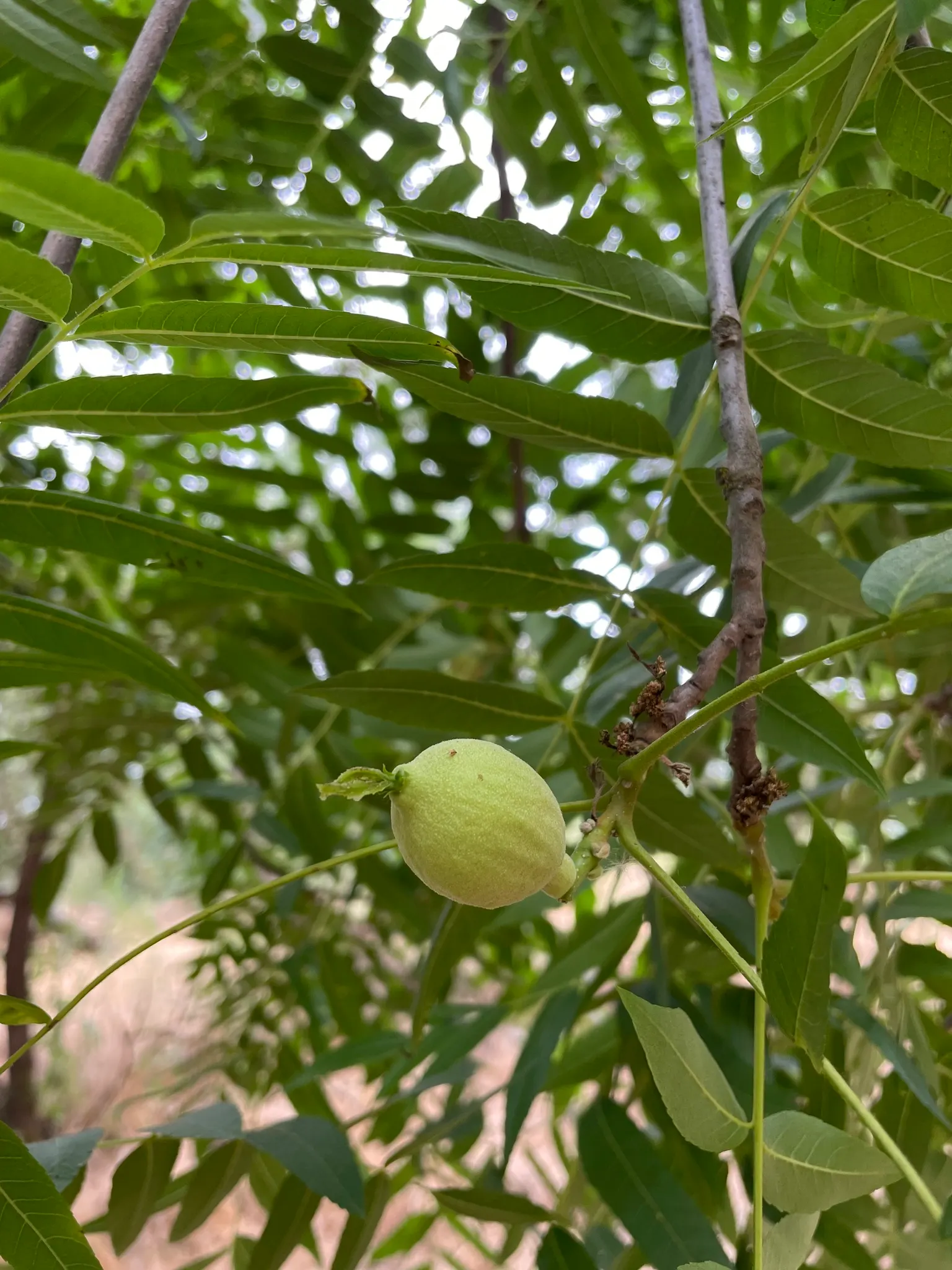 California Walnut (Juglans Californica) — This low-maintenance tree adds charm while providing habitat and food for wildlife; in spring, inconspicuous