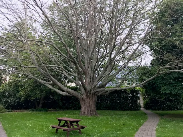 California Walnut (Juglans Californica) — a chemical that can inhibit growth in sensitive plants