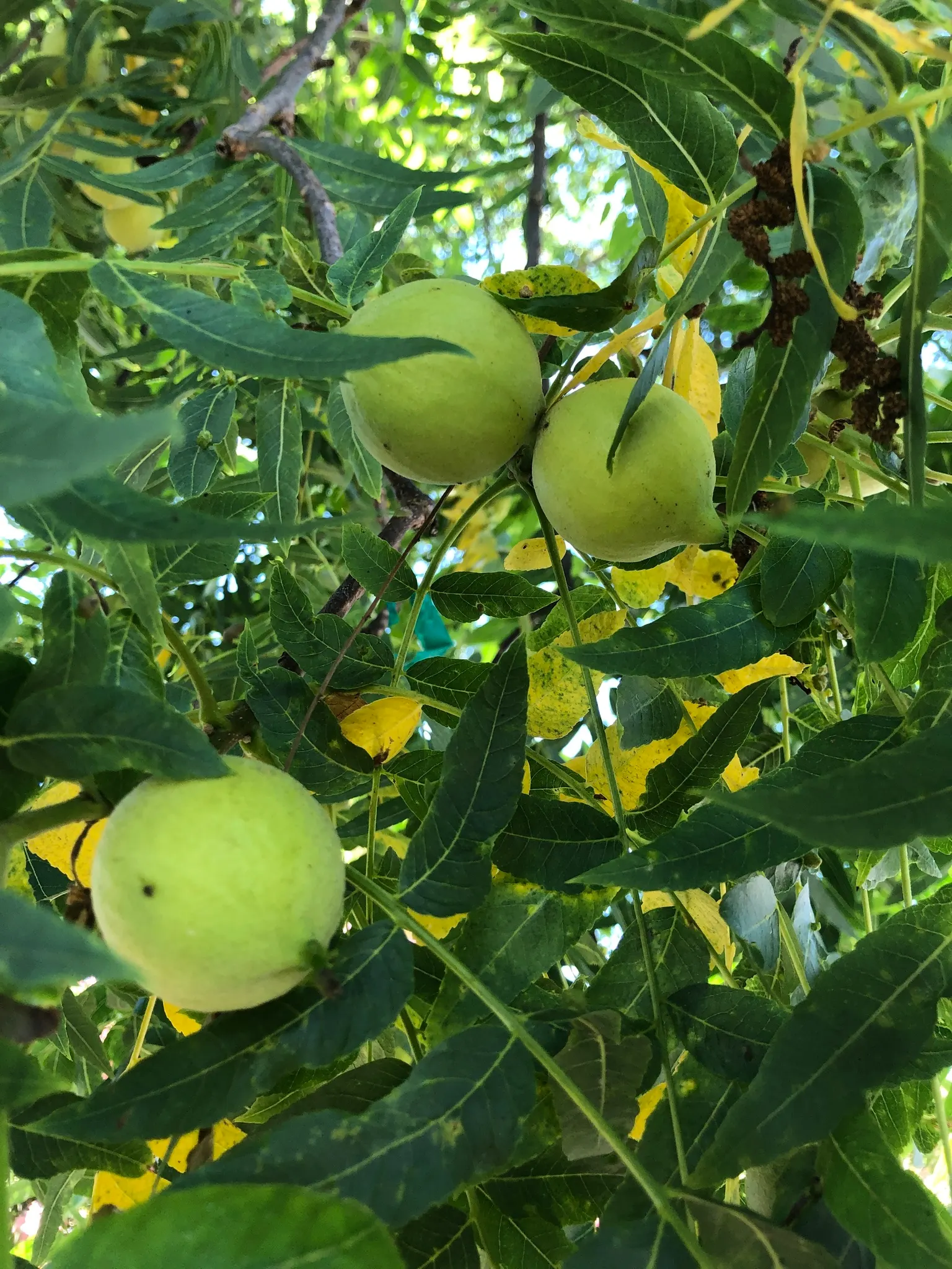 California Walnut (Juglans Californica) — consider that it produces juglone
