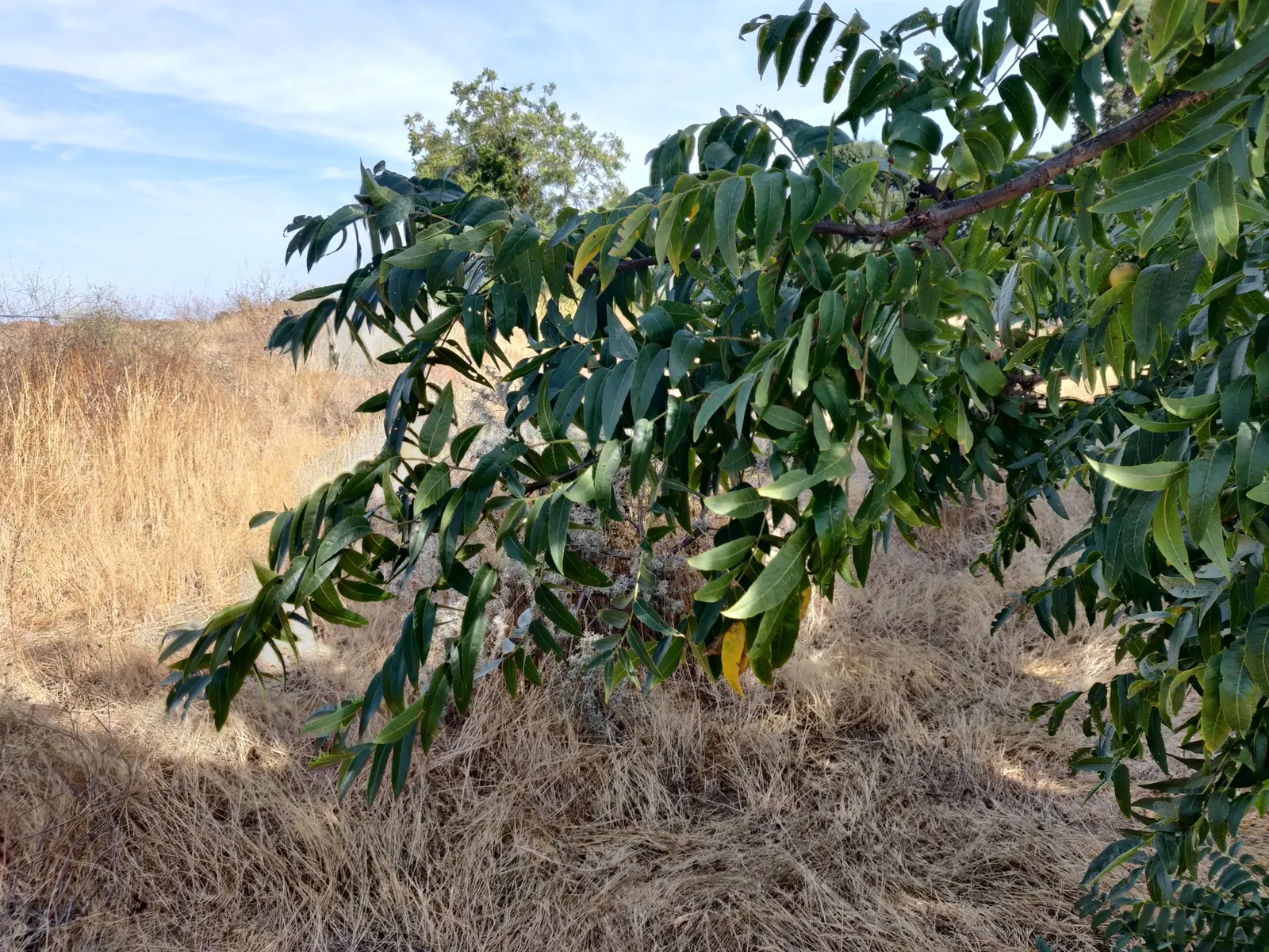 California Walnut (Juglans Californica) — so be mindful of its companions in your garden design