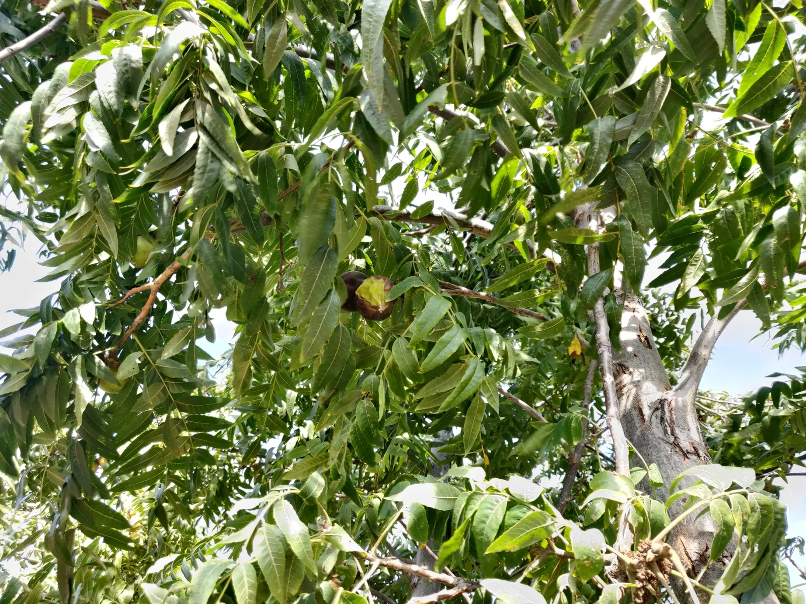 California Walnut (Juglans Californica) — This moderately sized tree typically grows to a height of 20 to 49 feet with a spread of 20 to 35 feet