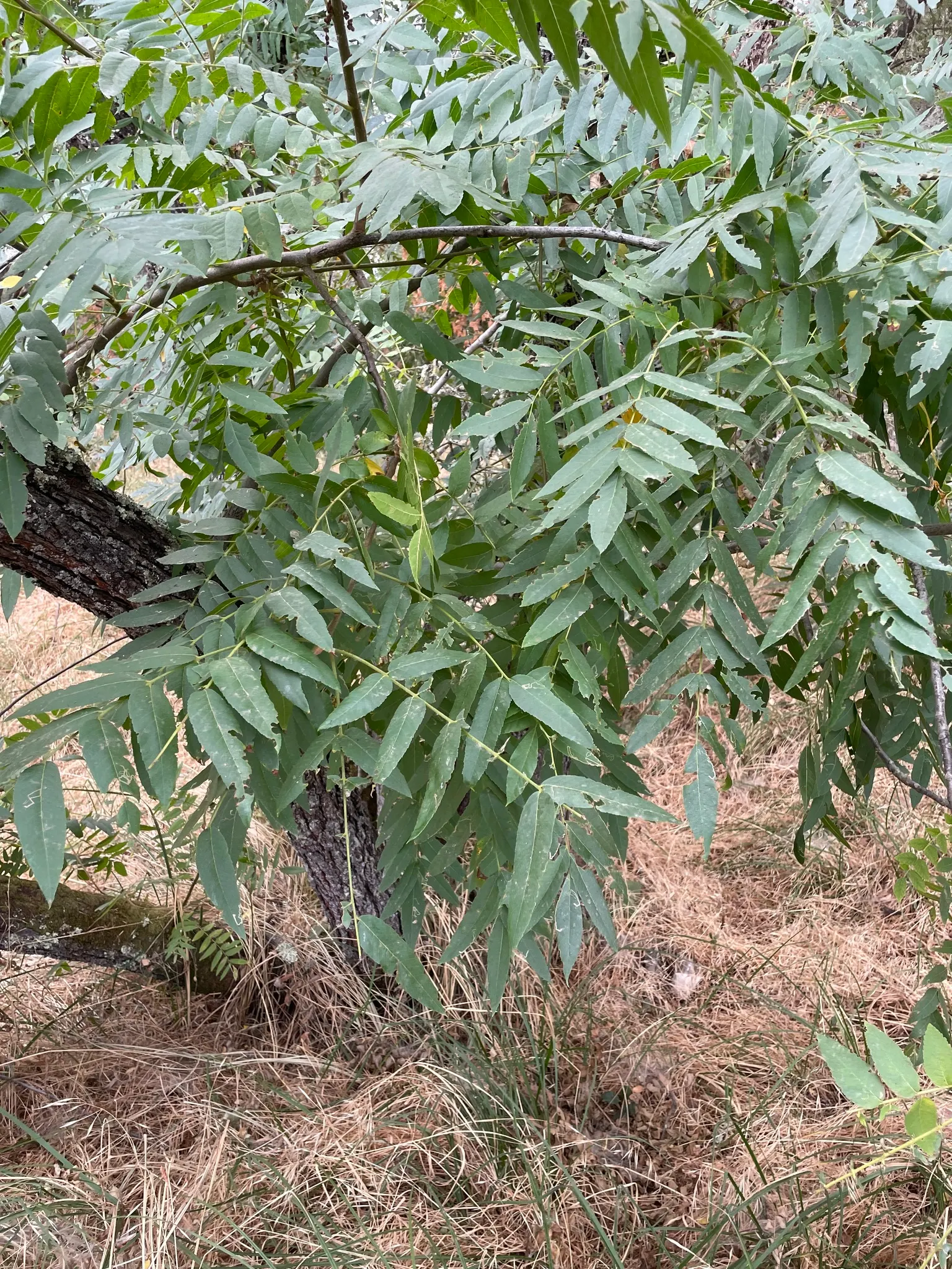 California Walnut (Juglans Californica) — fine-textured look to your landscape with its green; this low-maintenance tree adds charm while providing habitat and
