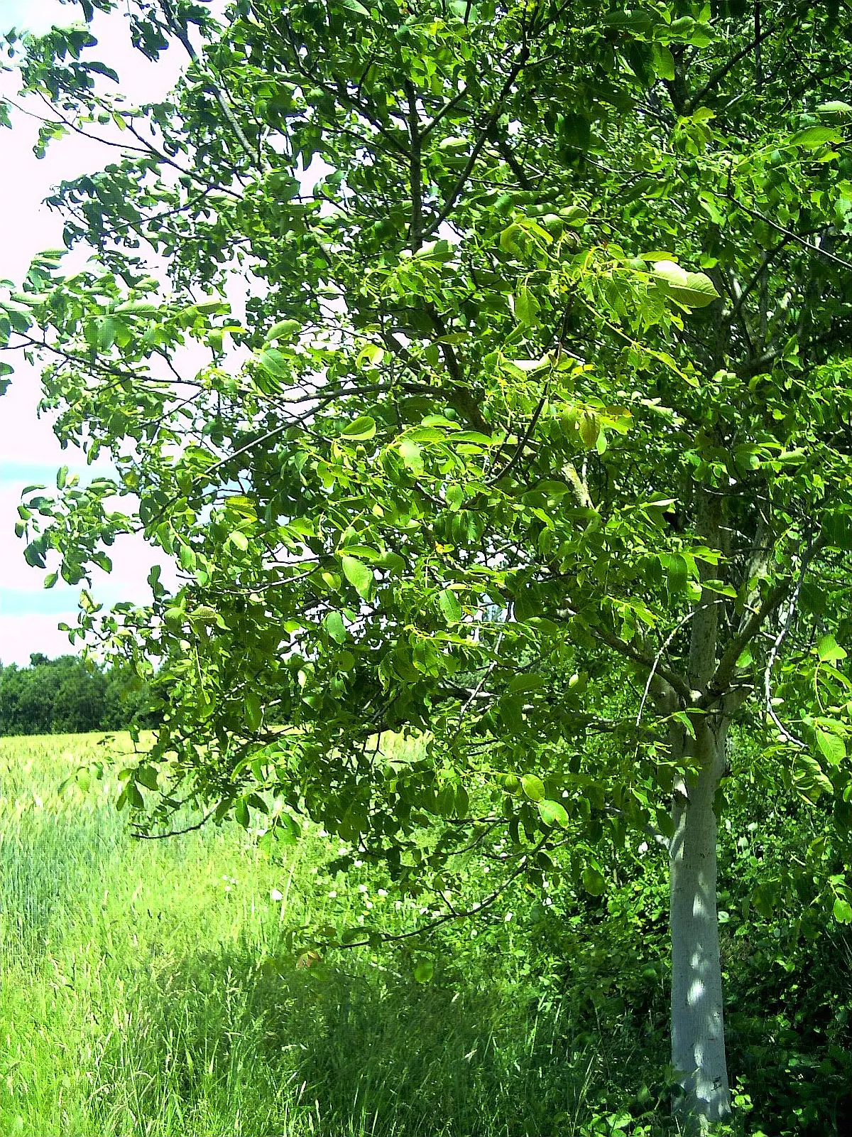 California Walnut (Juglans Californica) — consider that it produces juglone; it requires full sun to partial shade, needing at least 4-6 hours of direct