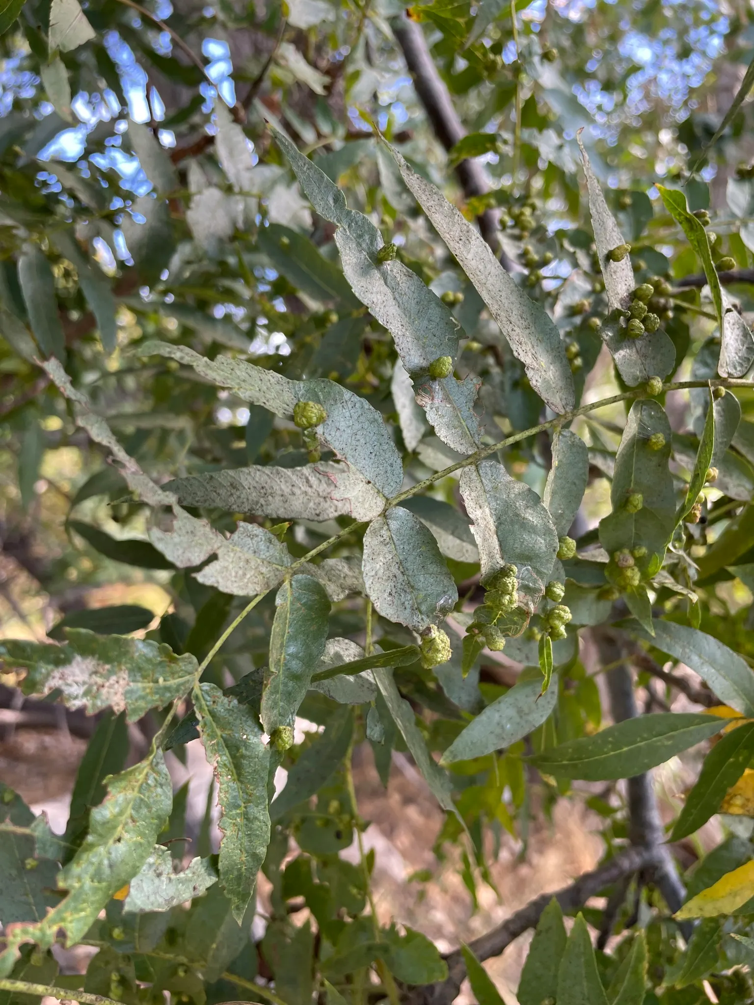 California Walnut (Juglans Californica) — It flourishes under the golden Californian sun, image 29