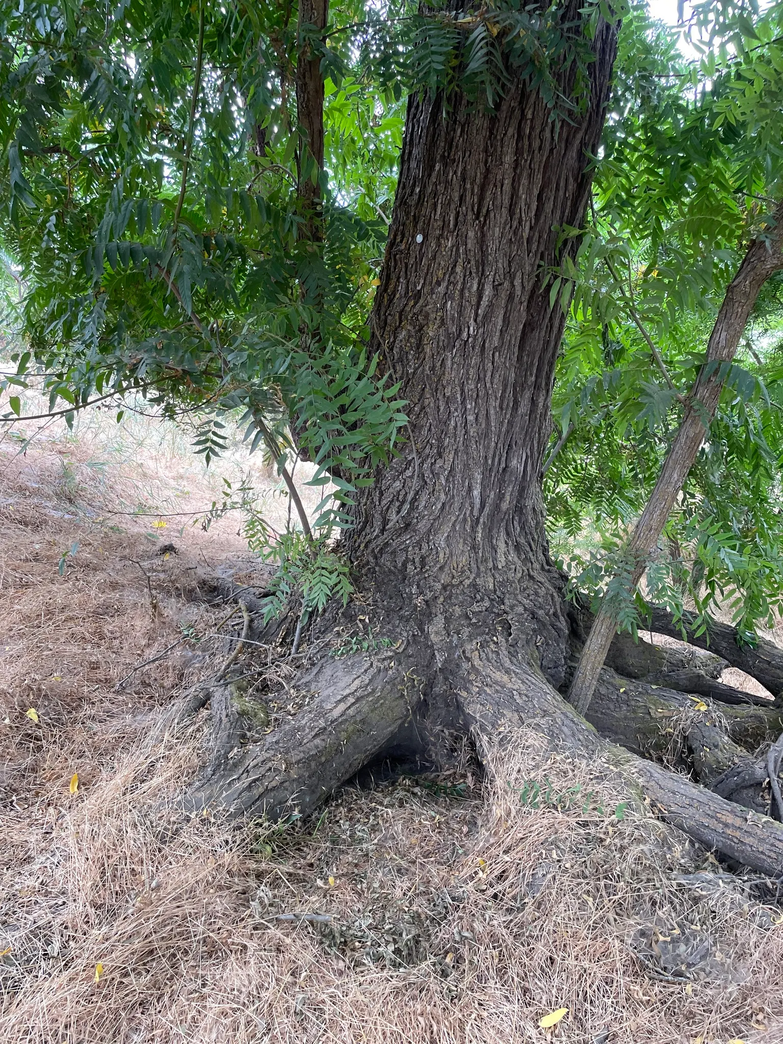 California Walnut (Juglans Californica) — It requires full sun to partial shade, needing at least 4-6 hours of direct sunlight daily; tree for full