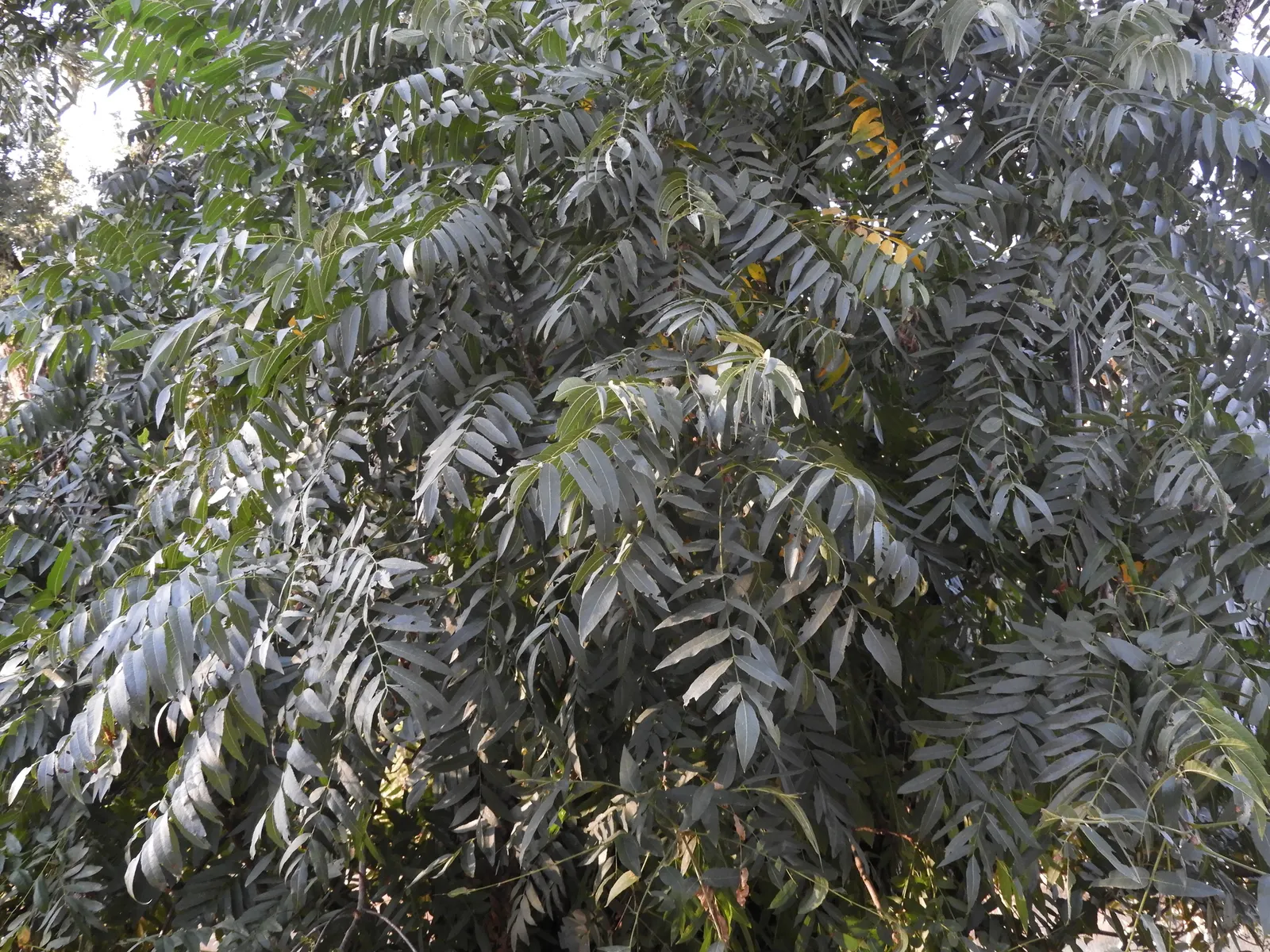 California Walnut (Juglans Californica) — The California Walnut, Juglans californica, is a native, deciduous tree reaching up to 30 feet tall, image 39