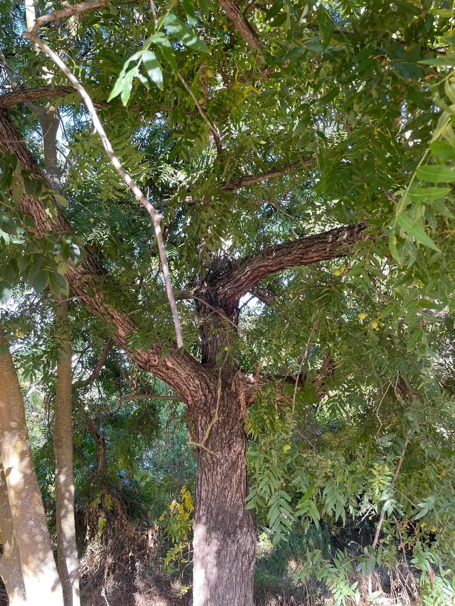 California Walnut (Juglans Californica) — This moderately sized tree typically grows to a height of 20 to 49 feet with a spread of 20 to 35 feet; the walnut