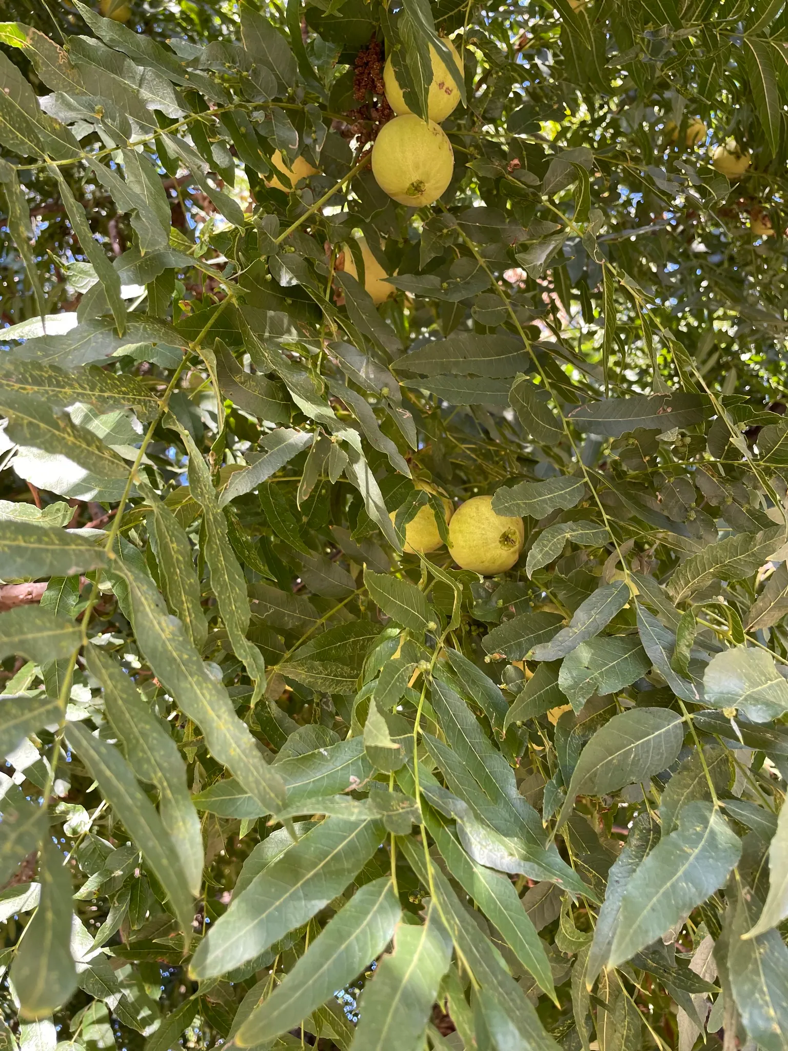 California Walnut (Juglans Californica) — Space trees 20 to 30 feet apart for optimal growth; is an enchanting deciduous tree native to California