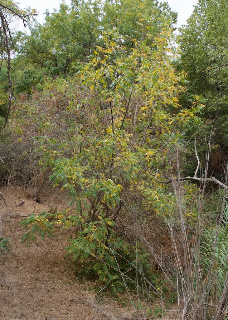 California Walnut (Juglans Californica) — It flourishes under the golden Californian sun
