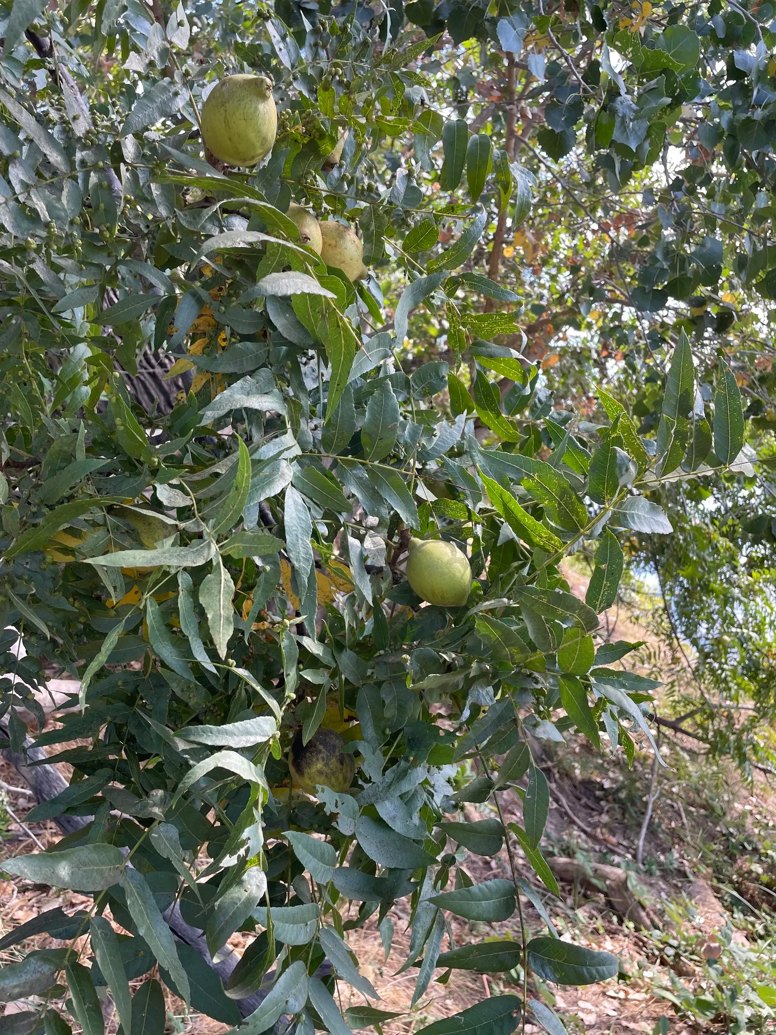 California Walnut (Juglans Californica) — In spring, inconspicuous, greenish catkins emerge, later giving way to round, slightly flattened fruits, image 32