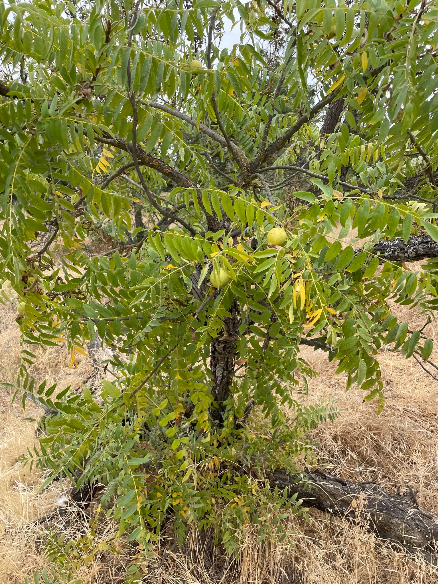 California Walnut (Juglans Californica) — Adaptable to various soils, it prefers full sun to partial shade