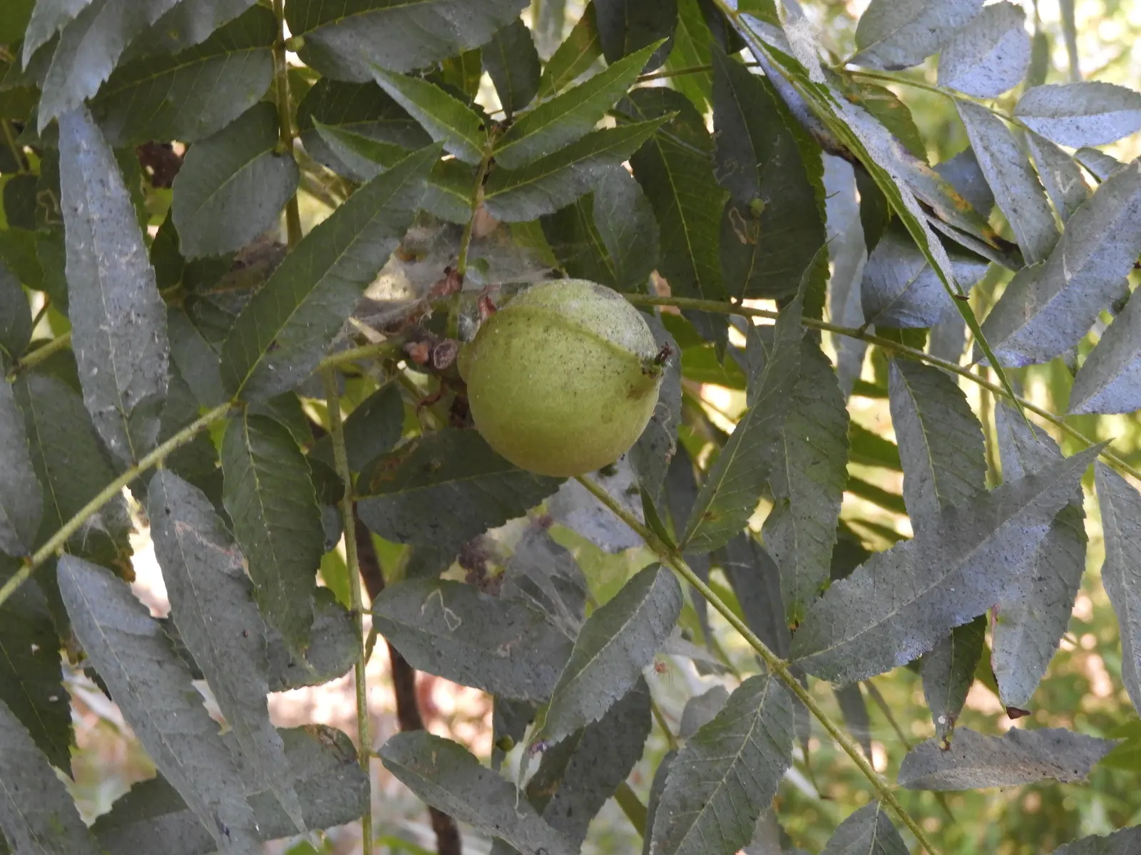 California Walnut (Juglans Californica) — tree for full