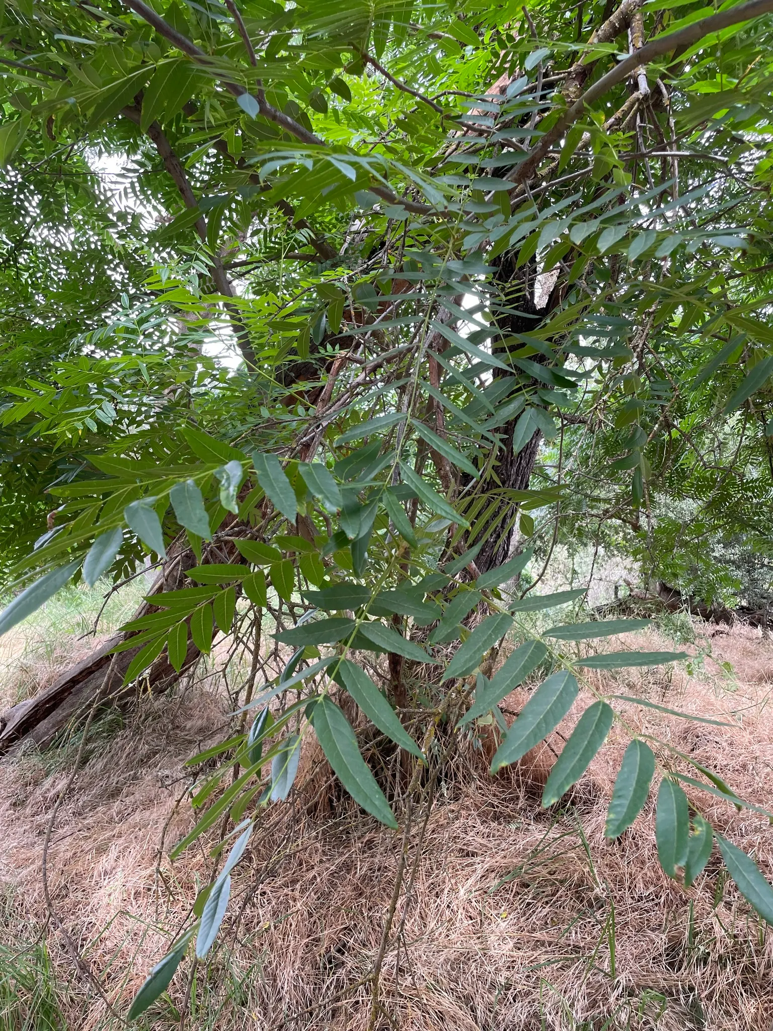 California Walnut (Juglans Californica) — preferring USDA hardiness zones 7 to 9.<br><br>Adorned with pinnately compound leaves; a chemical that can inhibit