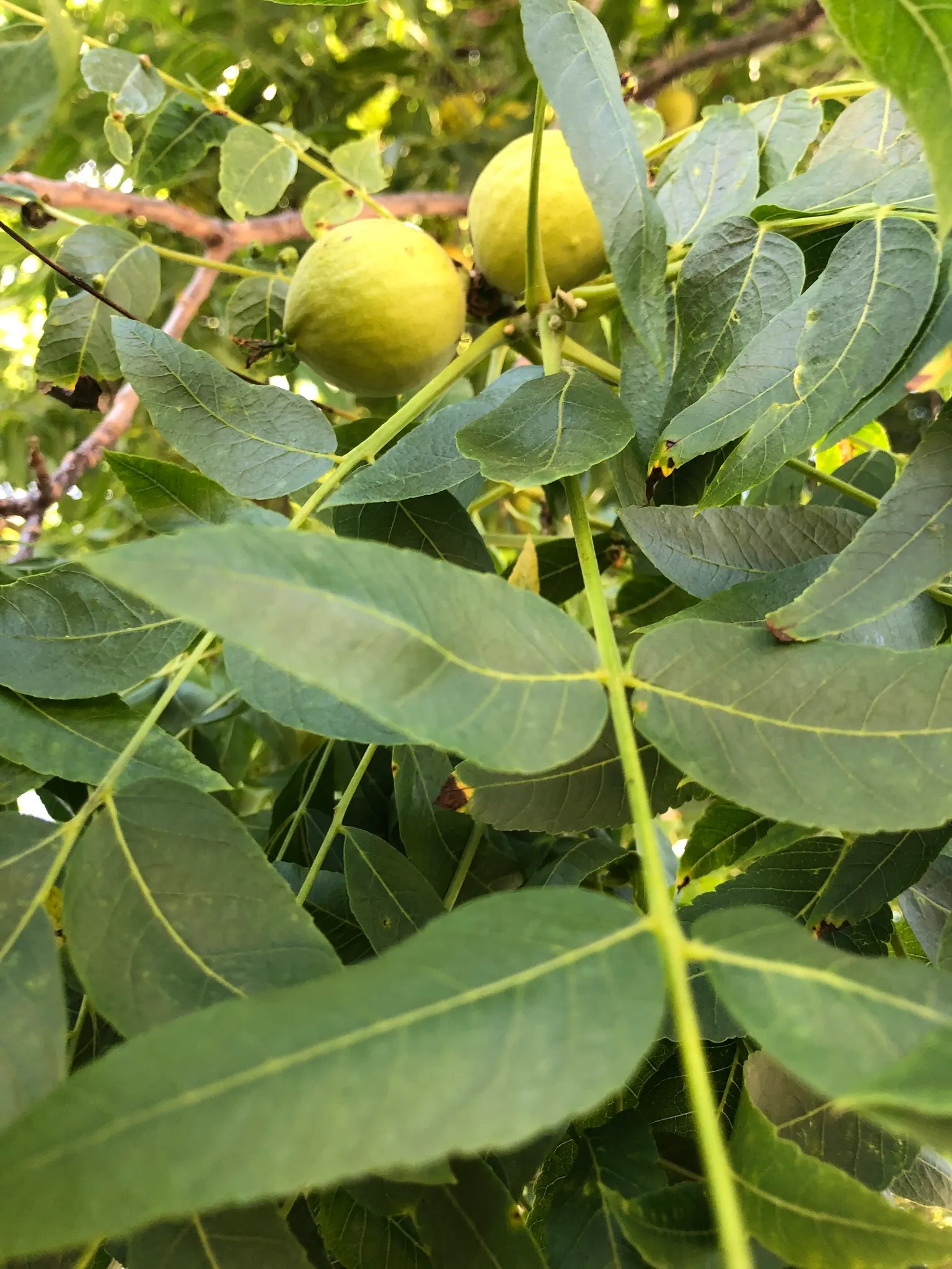 California Walnut (Juglans Californica) — gracing landscapes with a charming; this moderately sized tree typically grows to a height of 20 to 49 feet with a