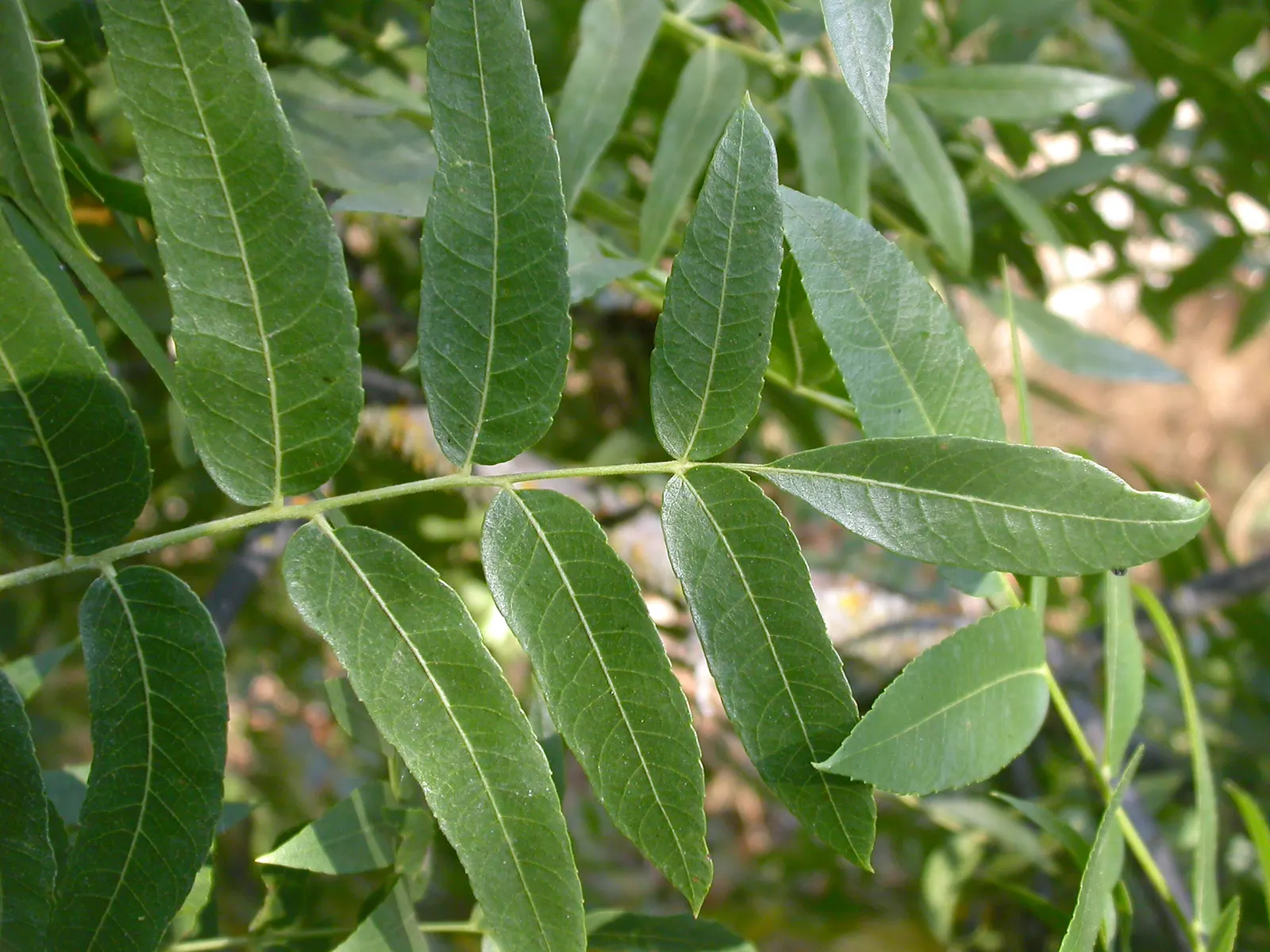 California Walnut (Juglans Californica) — This low-maintenance tree adds charm while providing habitat and food for wildlife
