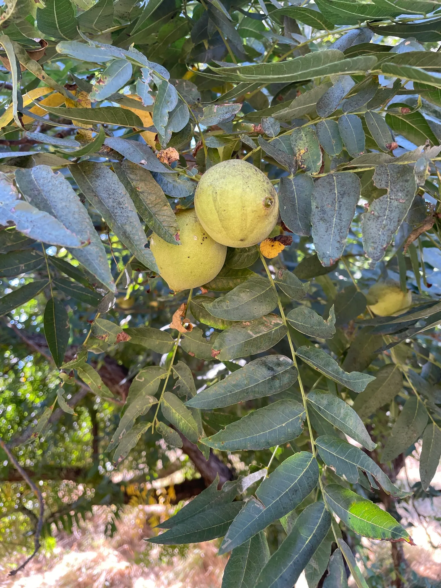 California Walnut (Juglans Californica) — Adaptable to various soils, it prefers full sun to partial shade; so be mindful of its companions in your, image 41