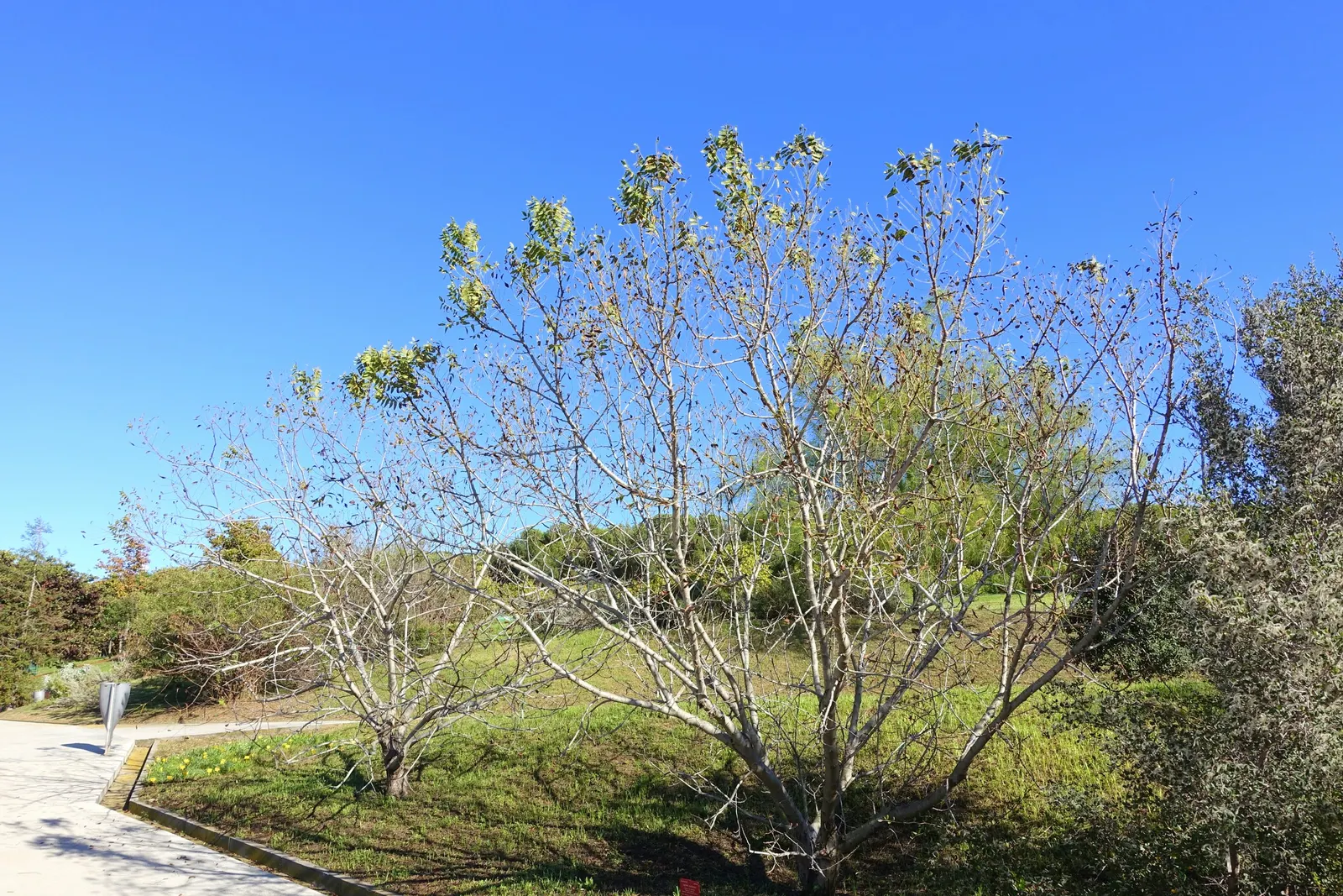 California Walnut (Juglans Californica) — It requires full sun to partial shade, needing at least 4-6 hours of direct sunlight daily