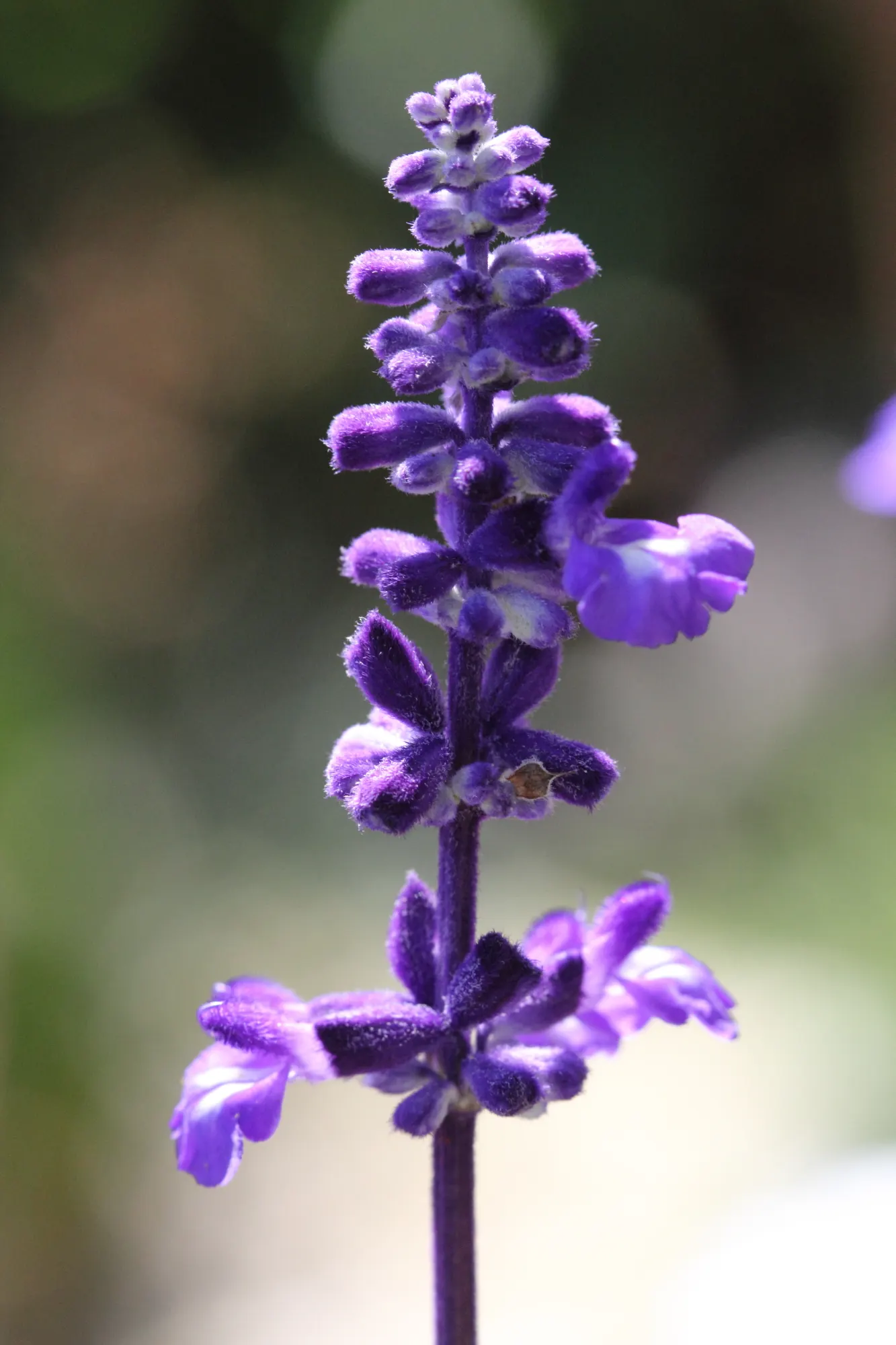 Victoria Blue Mealycup Sage (Salvia Farinacea 'Victoria Blue') — is a perennial valued for its vibrant cobalt blue spikes
