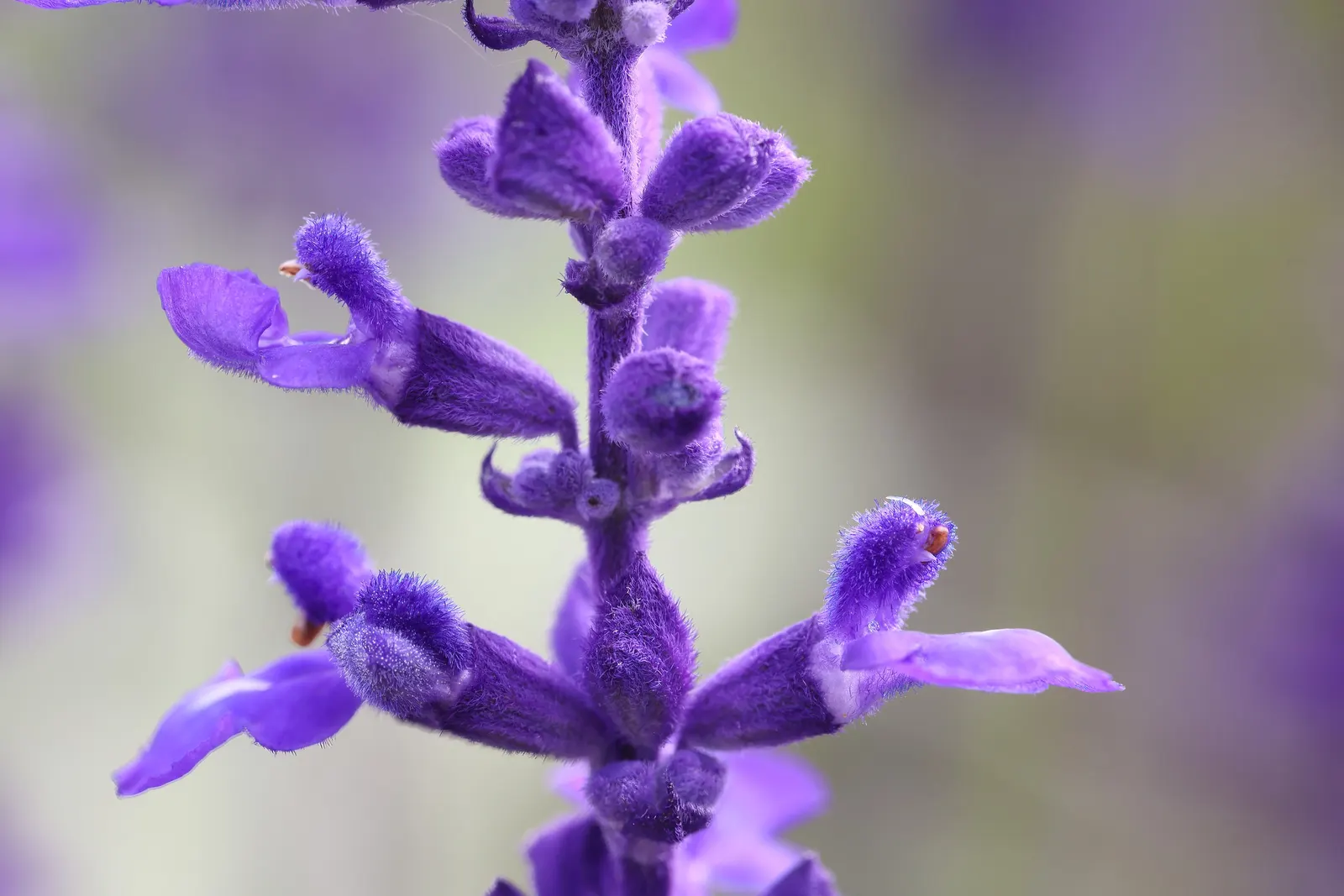 Victoria Blue Mealycup Sage (Salvia Farinacea 'Victoria Blue') — Flourishing in full sun to part shade, it reaches 18-24 inches in height and spreads 12-18