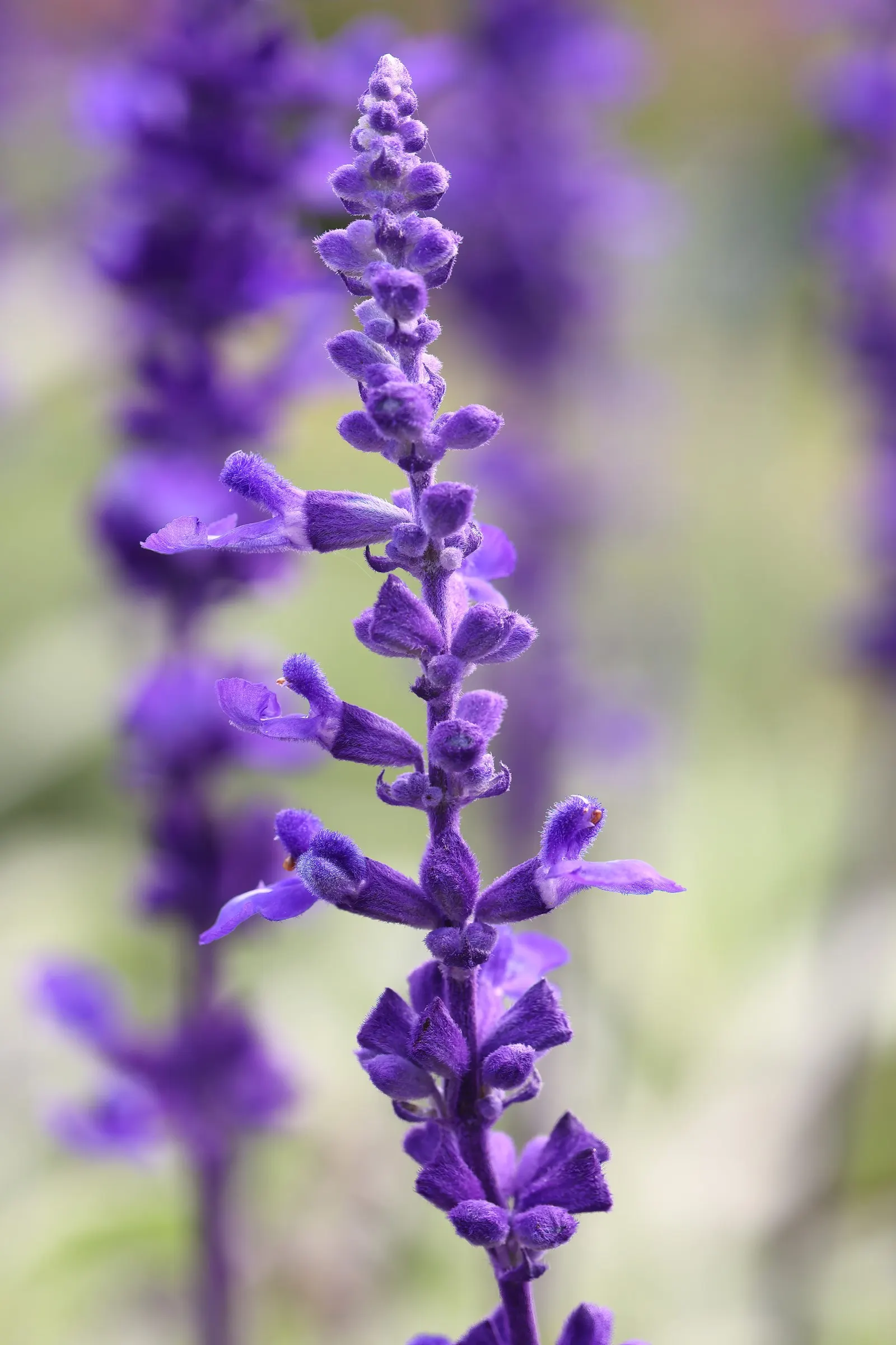 Victoria Blue Mealycup Sage (Salvia Farinacea 'Victoria Blue') — This drought-resistant plant blooms from late spring to frost