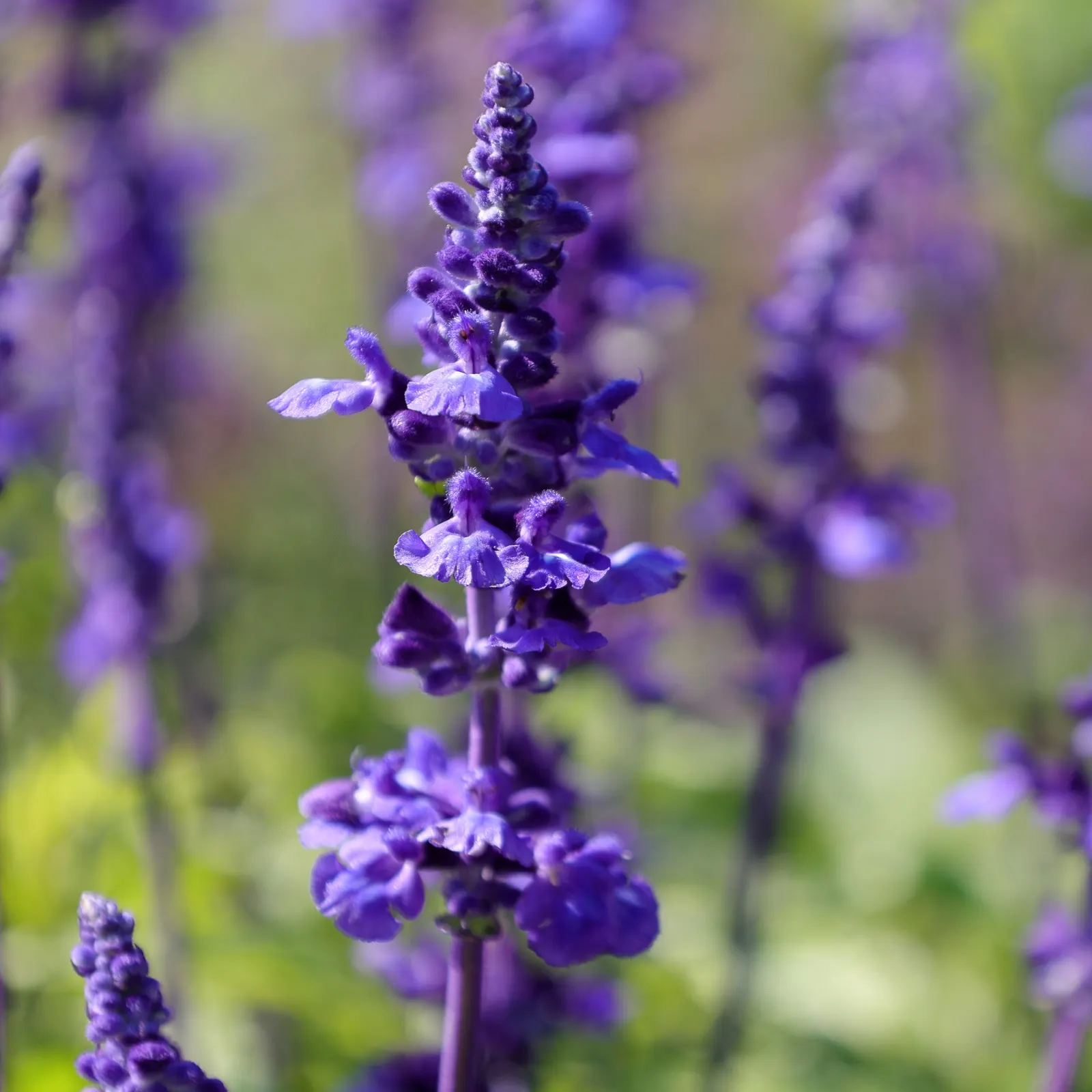Victoria Blue Mealycup Sage (Salvia Farinacea 'Victoria Blue') — commonly known as Victoria Blue Mealycup Sage