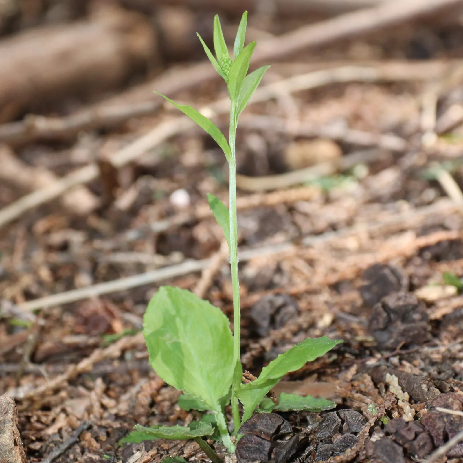 Fairy Wand (Chamaelirium Luteum) — is a perennial herb indigenous to the eastern United States