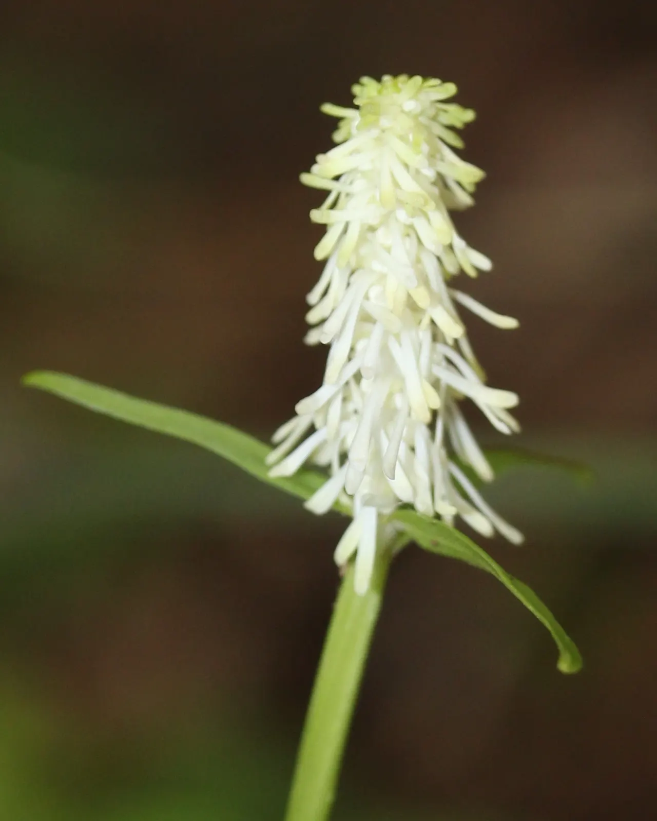 Fairy Wand (Chamaelirium Luteum) — Deer-resistant, it's ideal for naturalistic settings