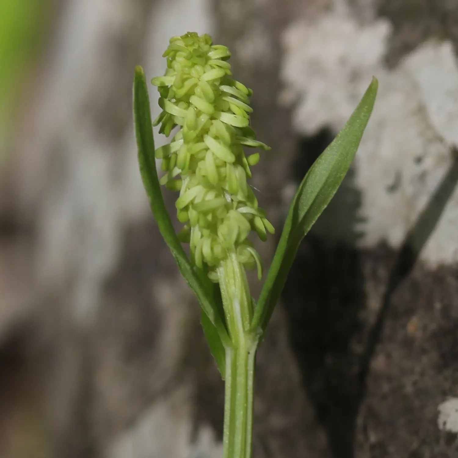 Fairy Wand (Chamaelirium Luteum) — Flourishing in USDA hardiness zones 3-8