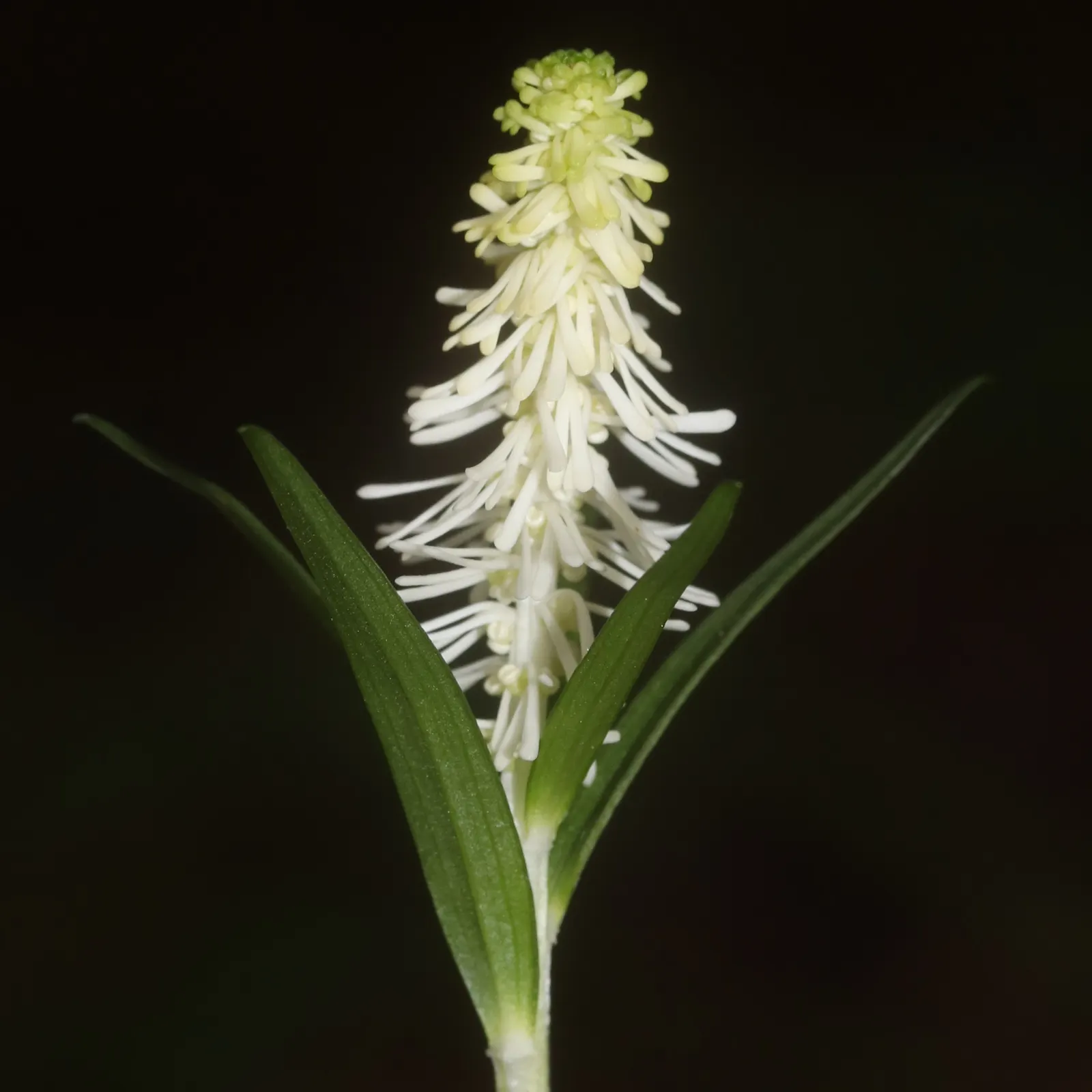 Fairy Wand (Chamaelirium Luteum) — Stature-wise, it reaches 1-3 feet in height and spreads approximately 0.5-1.5 feet