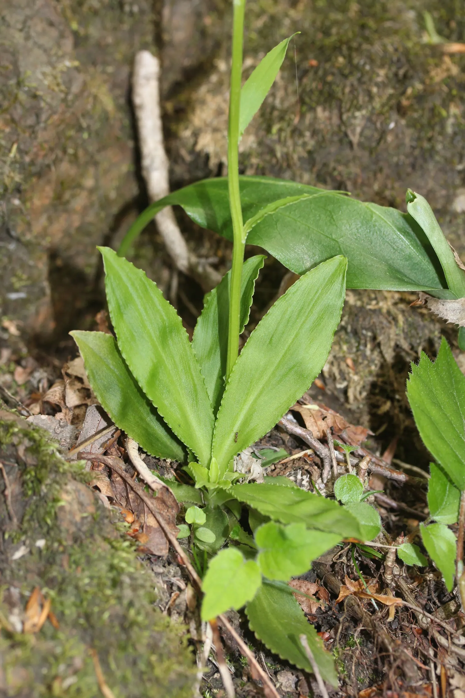 Fairy Wand (Chamaelirium Luteum) — Further interest is provided by the basal rosette of glossy