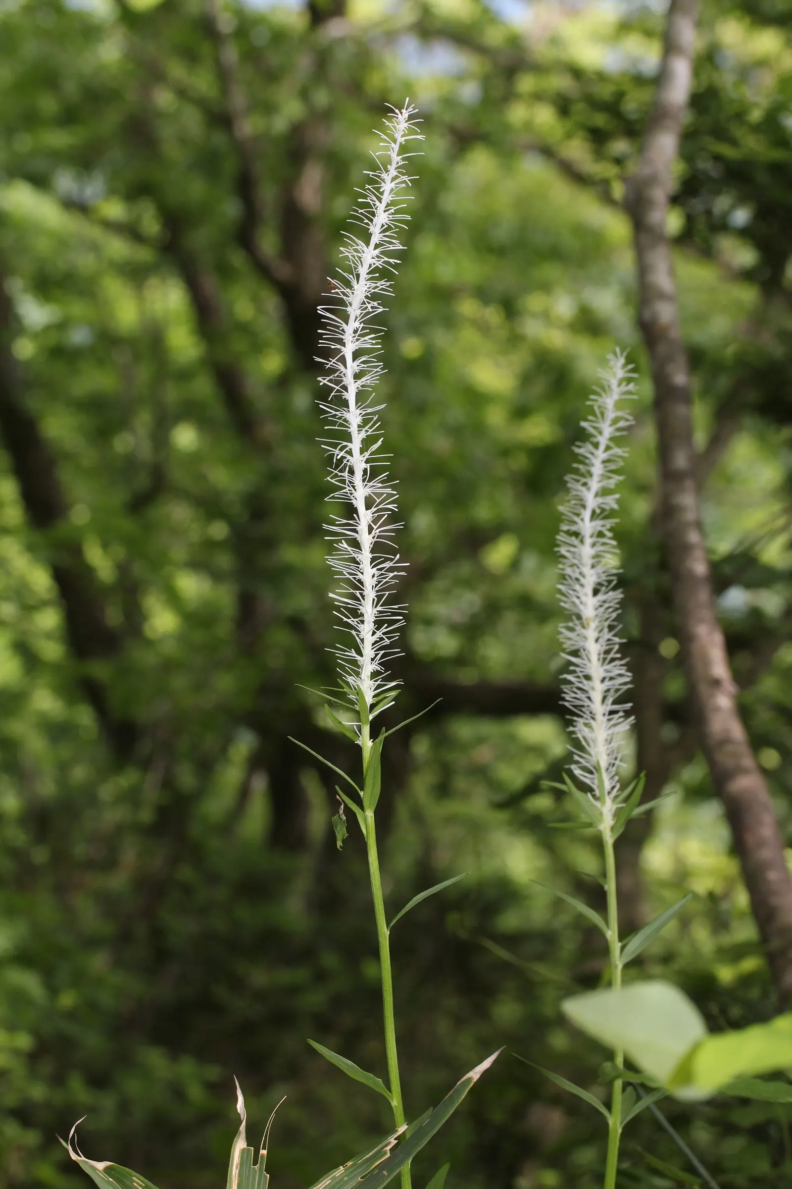 Fairy Wand (Chamaelirium Luteum) — Female plants produce more prominent flower wands while the male flowers are smaller and more lax