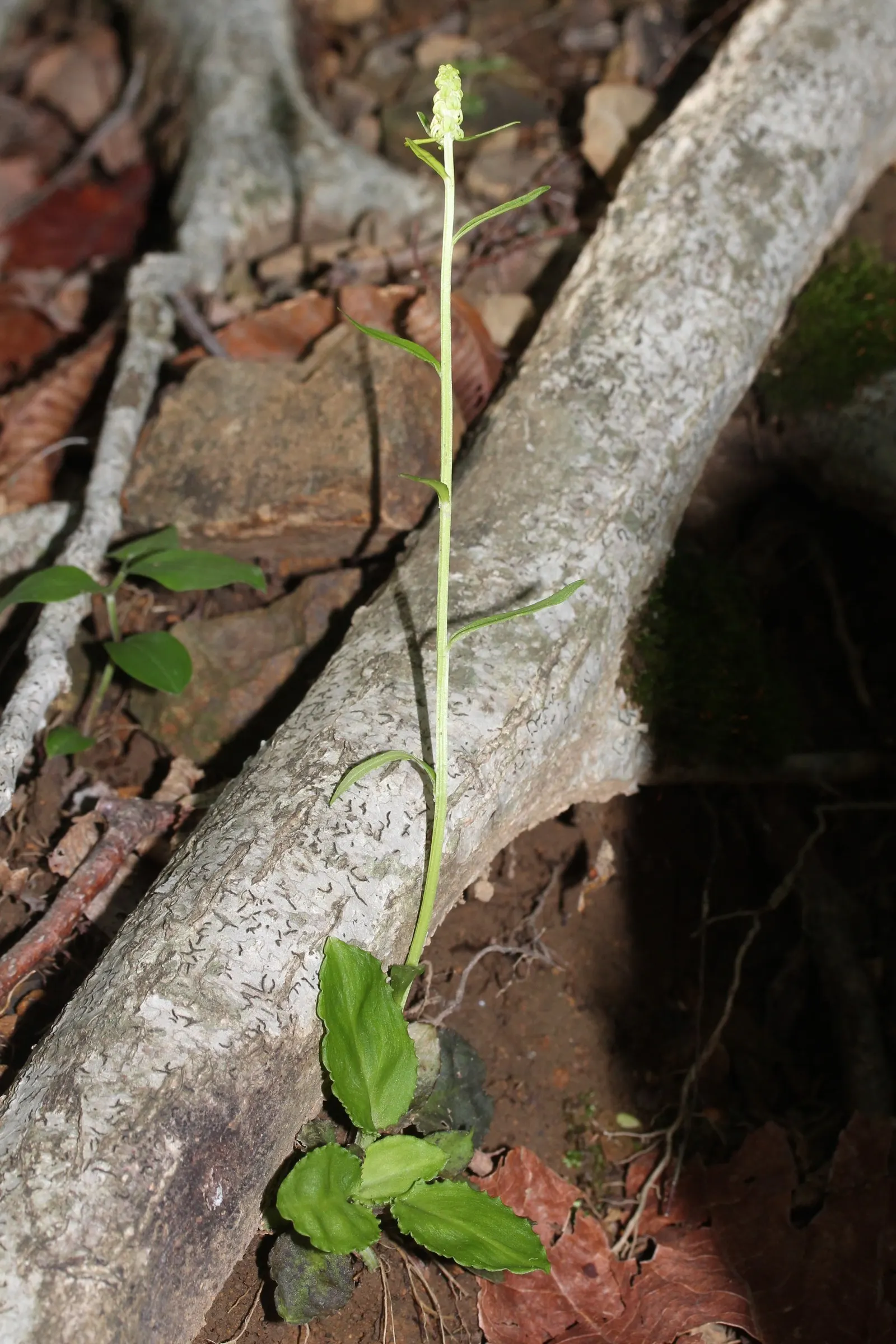Fairy Wand (Chamaelirium Luteum) — historically used as a tonic for women's reproductive health