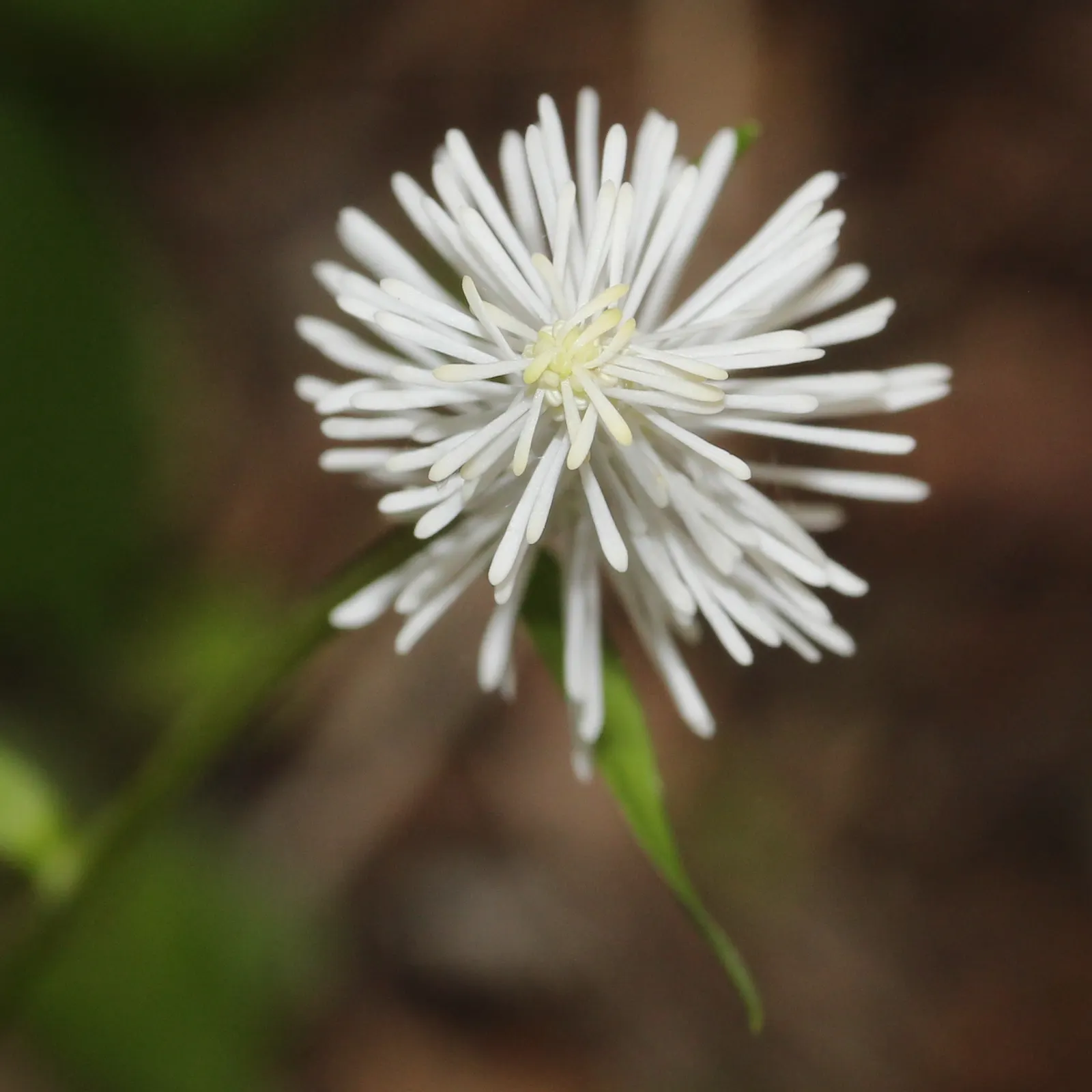 Fairy Wand (Chamaelirium Luteum) — adding a whimsical charm to woodland gardens or shaded borders, image 32