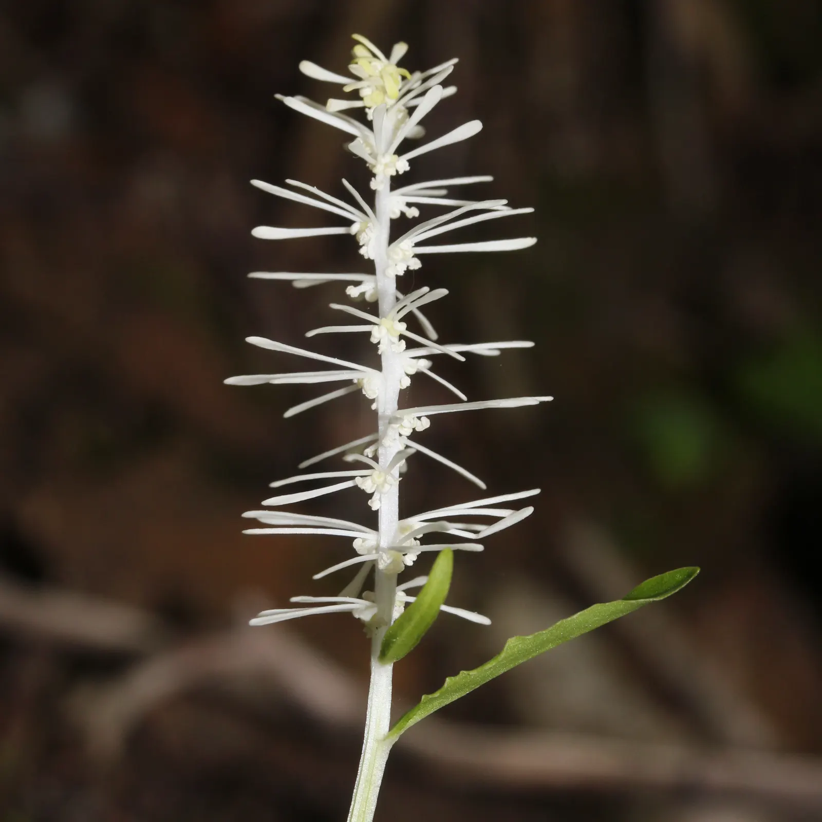 Fairy Wand (Chamaelirium Luteum) — Thriving in zones 3-8, it flourishes in partial to full shade with moist, well-drained soil; its most striking feature is