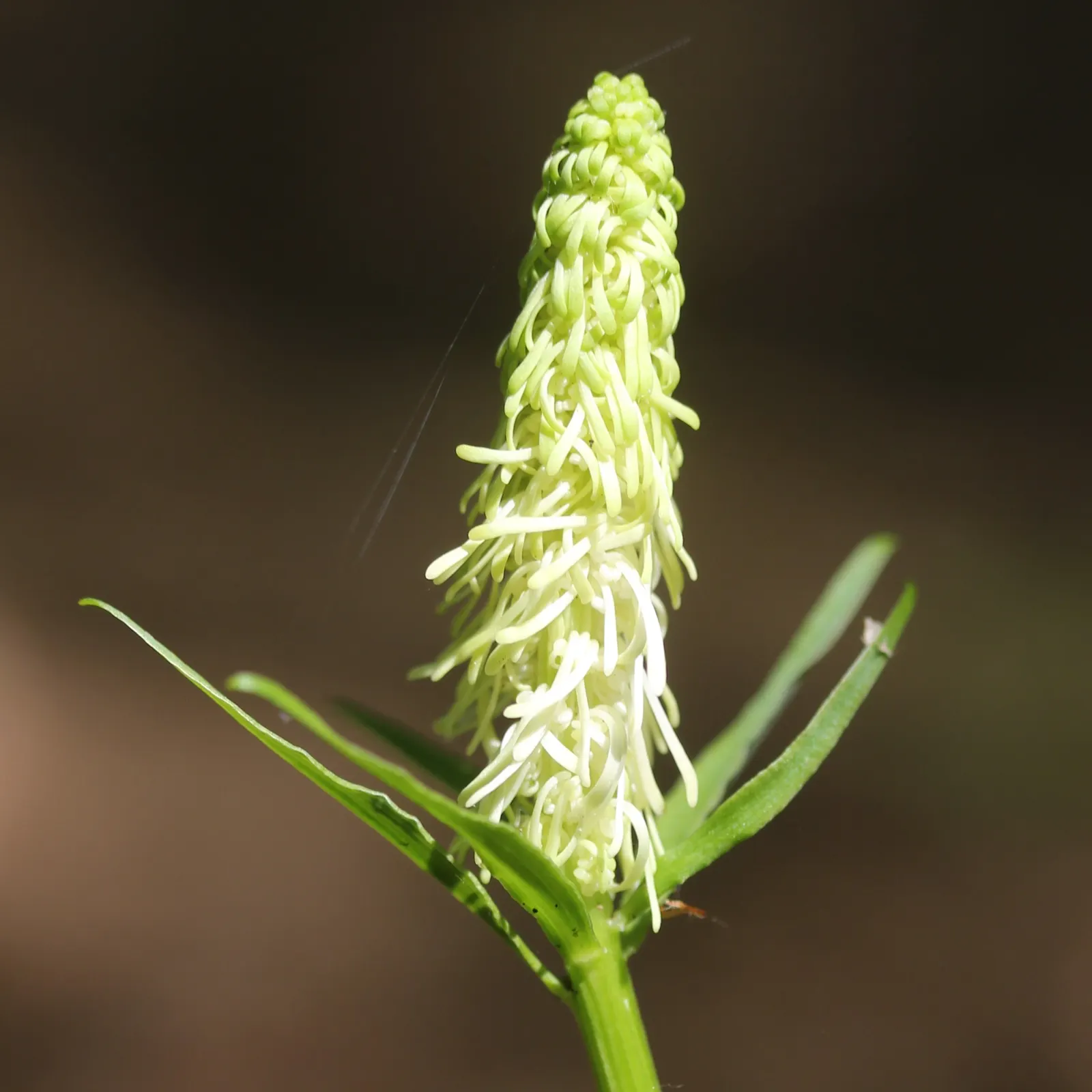 Fairy Wand (Chamaelirium Luteum) — These inflorescences measure approximately 2 to 6 inches long and add a whimsical charm to the garden