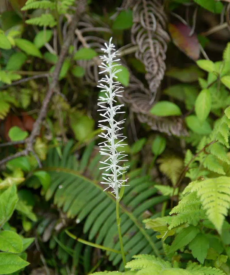 Fairy Wand (Chamaelirium Luteum) — The Fairy Wand, or Chamaelirium luteum, is a perennial herb prized for its striking spiked flowers