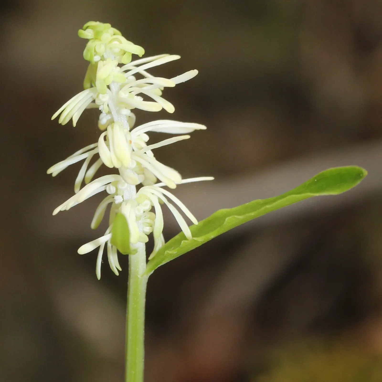 Fairy Wand (Chamaelirium Luteum) — perennial for deep shade or shade