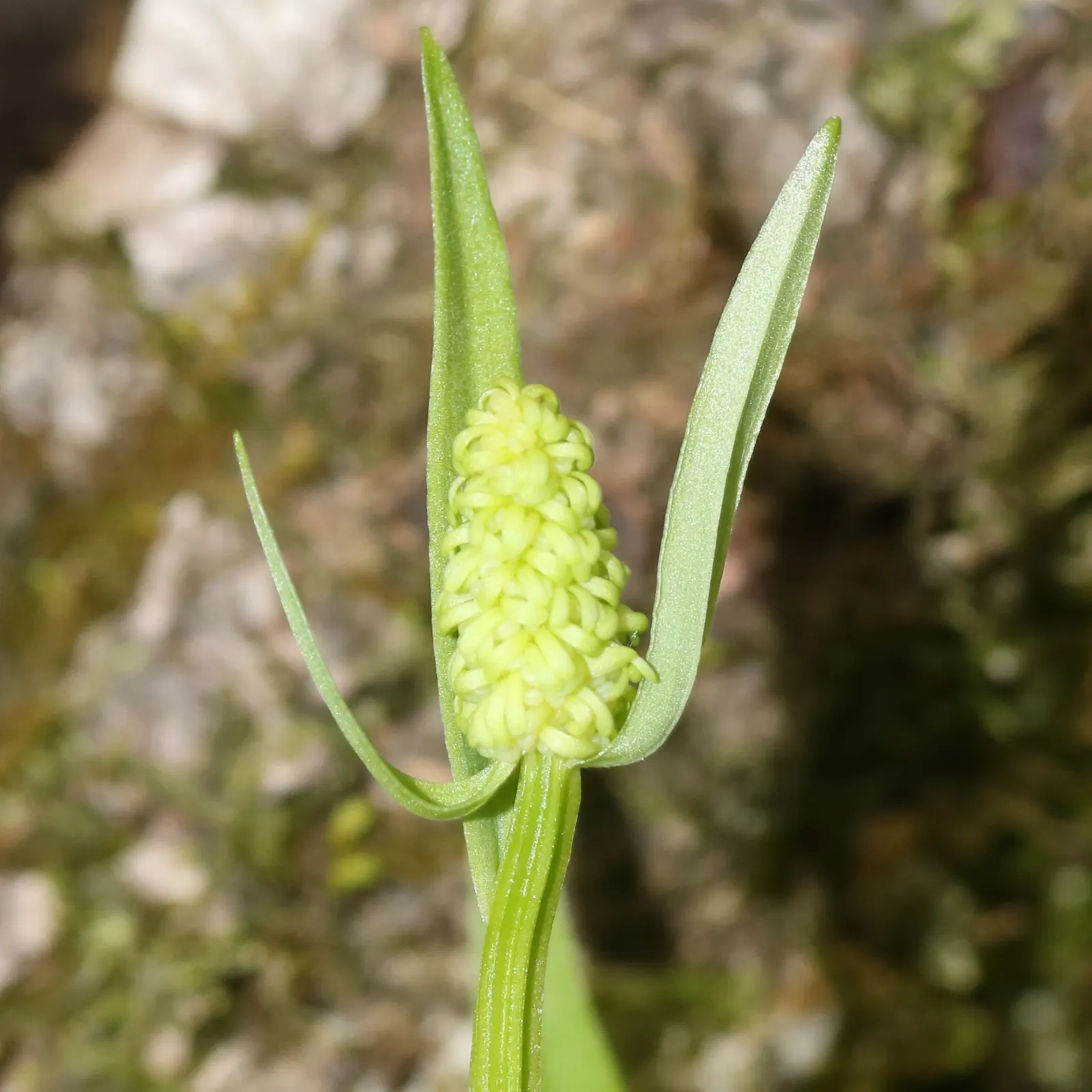Fairy Wand (Chamaelirium Luteum) — Deer-resistant, it's ideal for naturalistic settings; tapering spike of tiny white flowers that bloom atop each stem in late