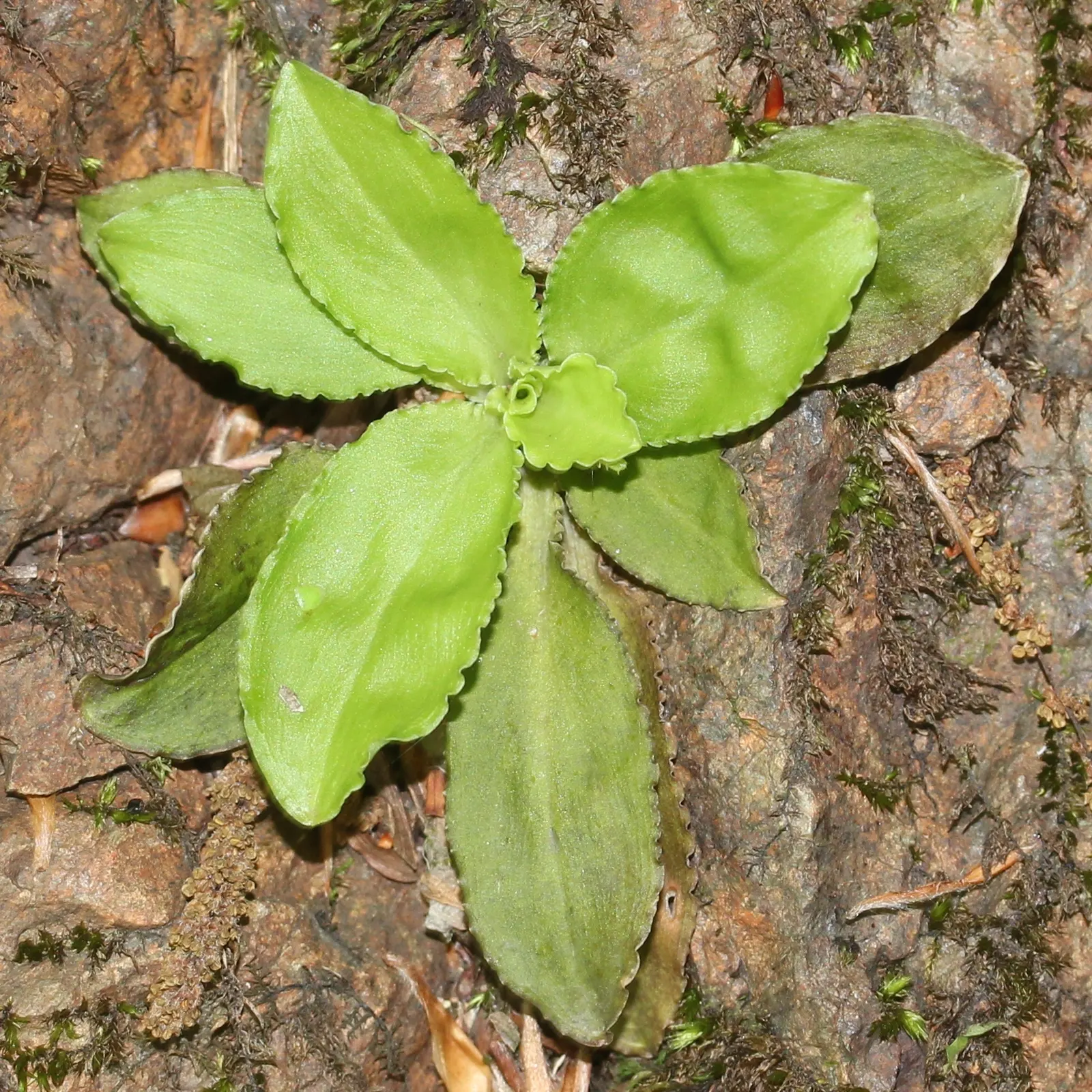 Fairy Wand (Chamaelirium Luteum) — Fairy Wand is a beneficial addition as it attracts pollinators like bees and butterflies