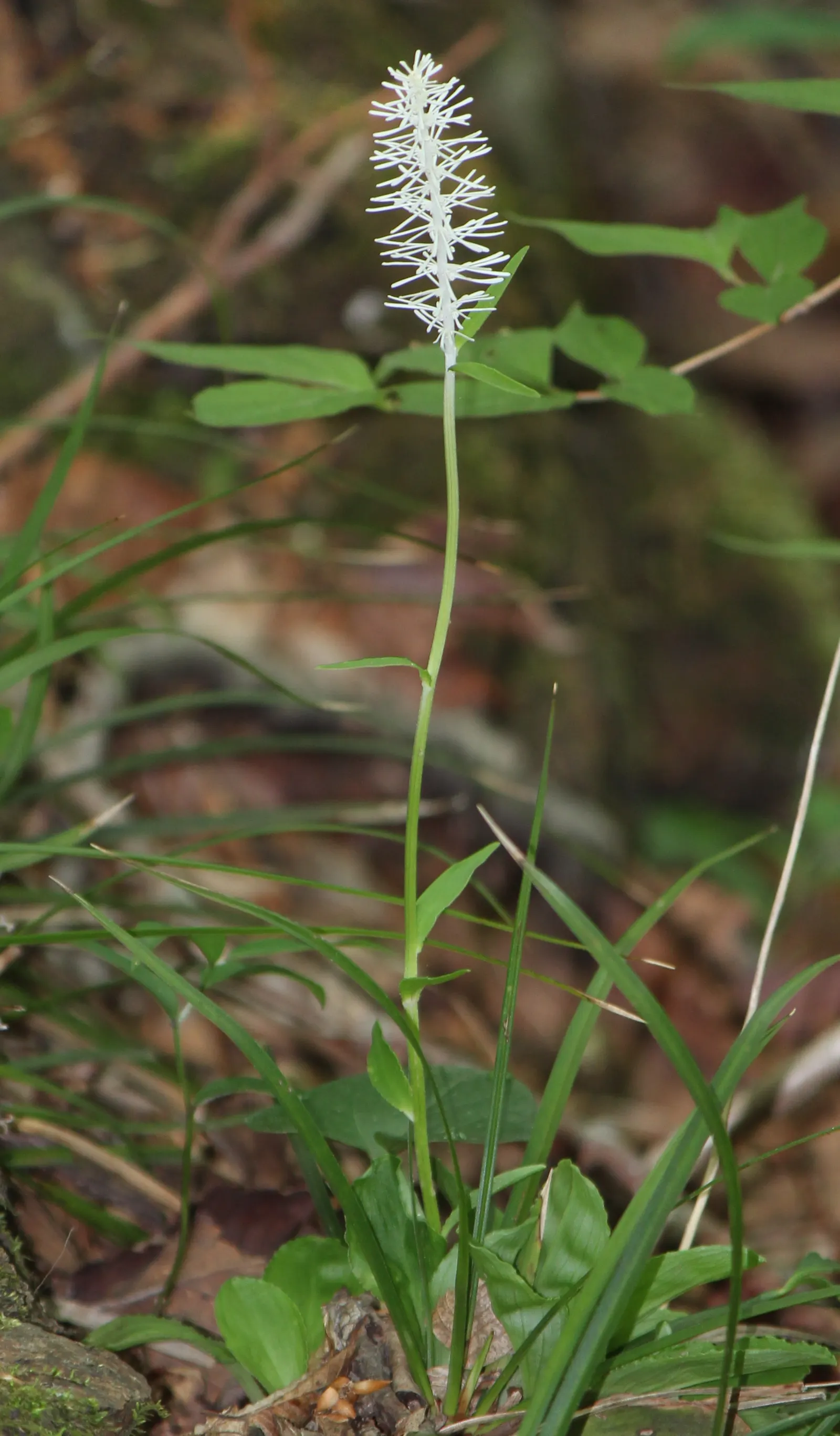 Fairy Wand (Chamaelirium Luteum) — requiring separate male and female plants for reproduction