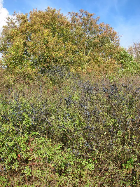 Fairy Wand (Chamaelirium Luteum) — white flowers in the garden