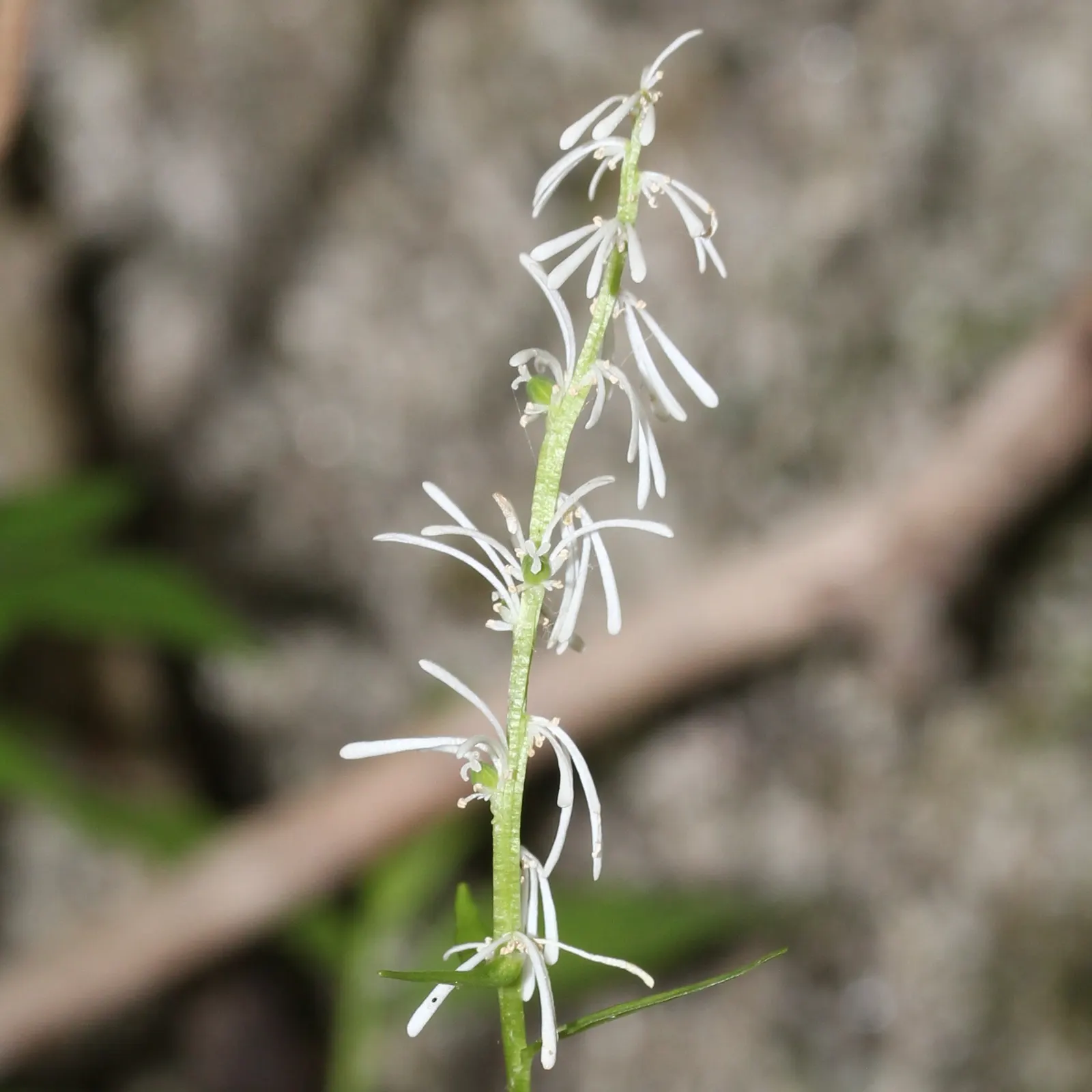Fairy Wand (Chamaelirium Luteum) — tapering spike of tiny white flowers that bloom atop each stem in late spring to early summer; perennial for deep shade or