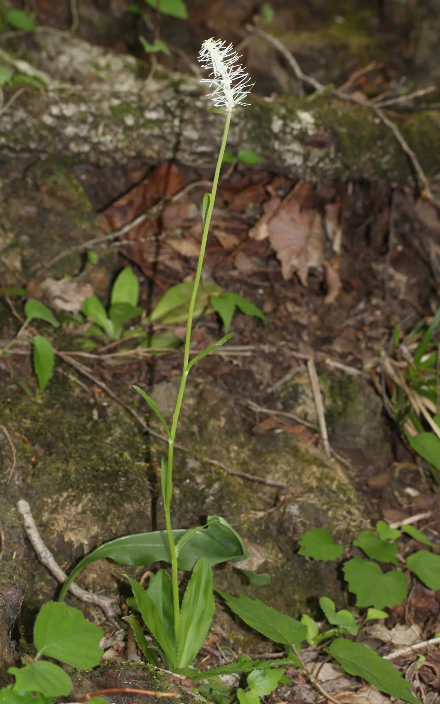 Fairy Wand (Chamaelirium Luteum) — The plant can also take several years to flower when grown from seed