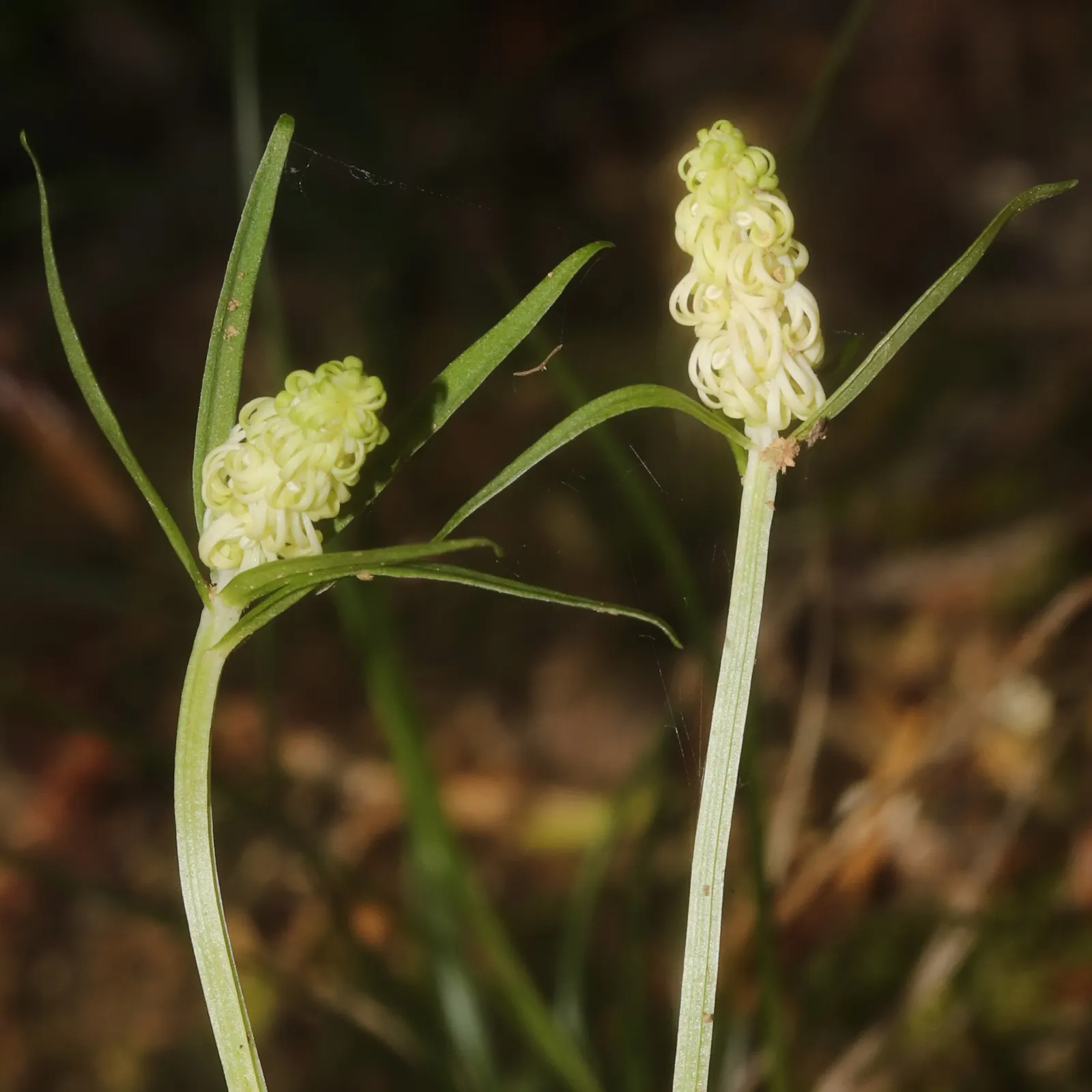 Fairy Wand (Chamaelirium Luteum) — this enchanting plant is well-suited for woodland gardens or shaded areas of the landscape