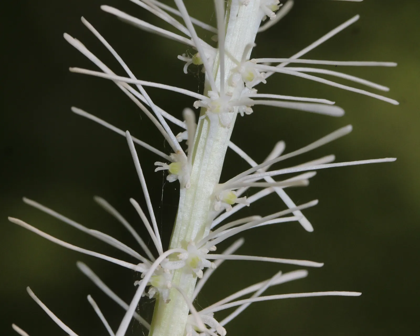 Fairy Wand (Chamaelirium Luteum) — lance-shaped leaves which persist throughout the season.<br><br>It is noteworthy that this plant is dioecious