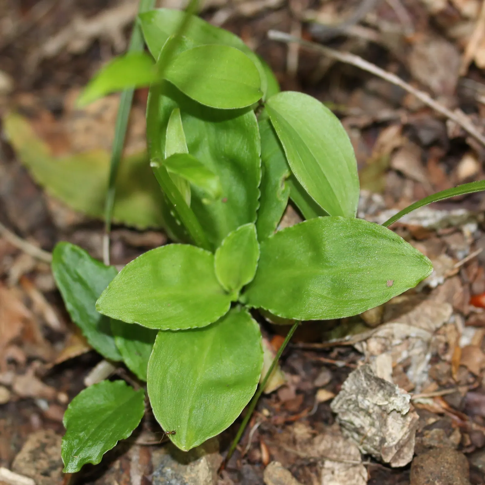 Fairy Wand (Chamaelirium Luteum) — The Fairy Wand, or Chamaelirium luteum, is a perennial herb prized for its striking spiked flowers; wand-like blooms appear